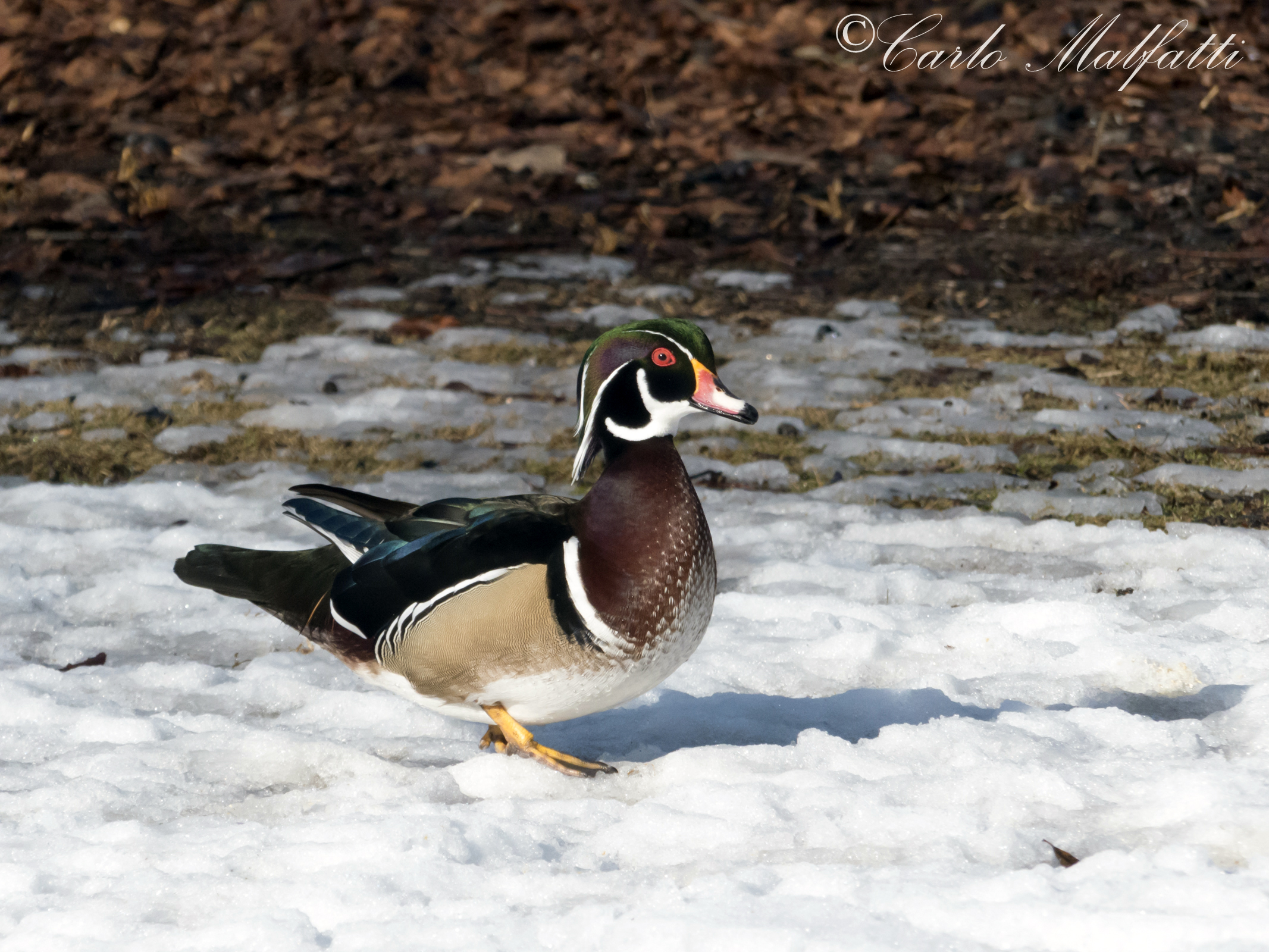 birds of Racconigi .... n ° 1
