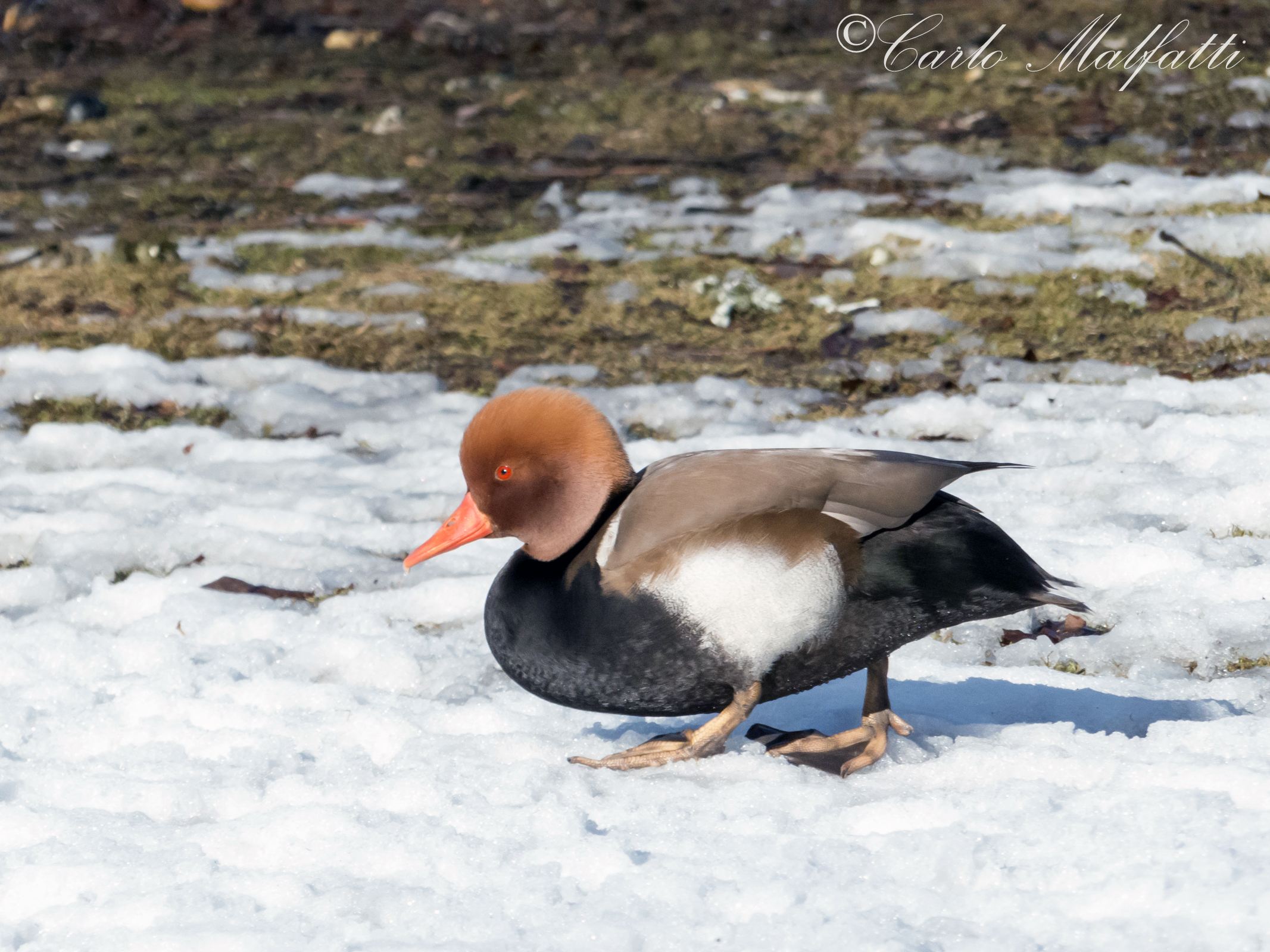 birds of Racconigi .... n ° 2