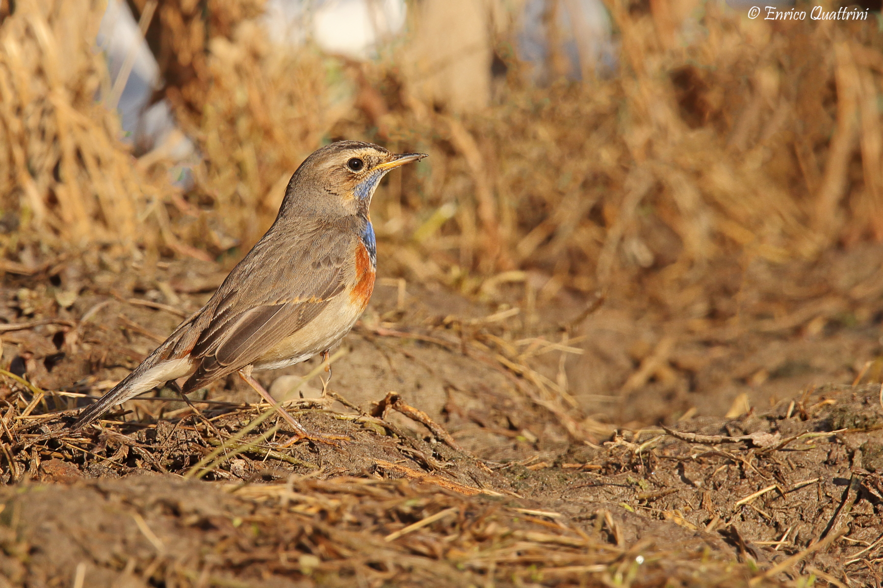 Bluethroat