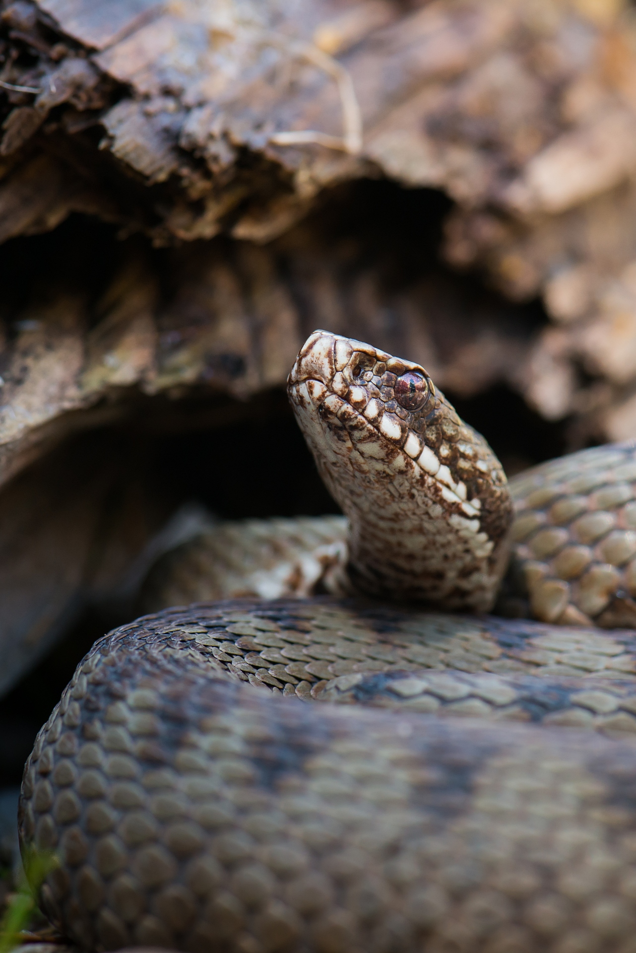 Marasso (Vipera berus), female