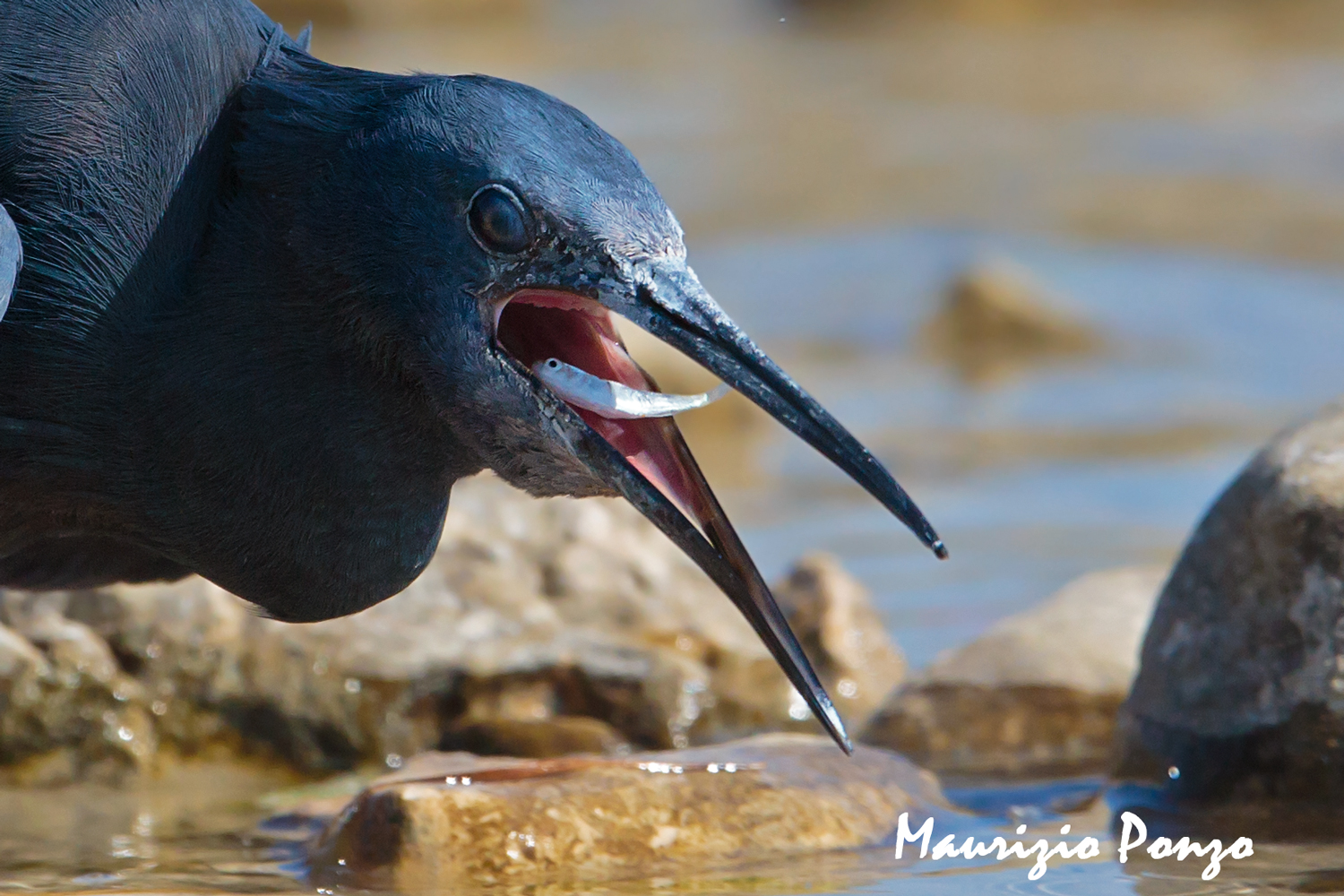 Salentine Rarity "Black Heron"