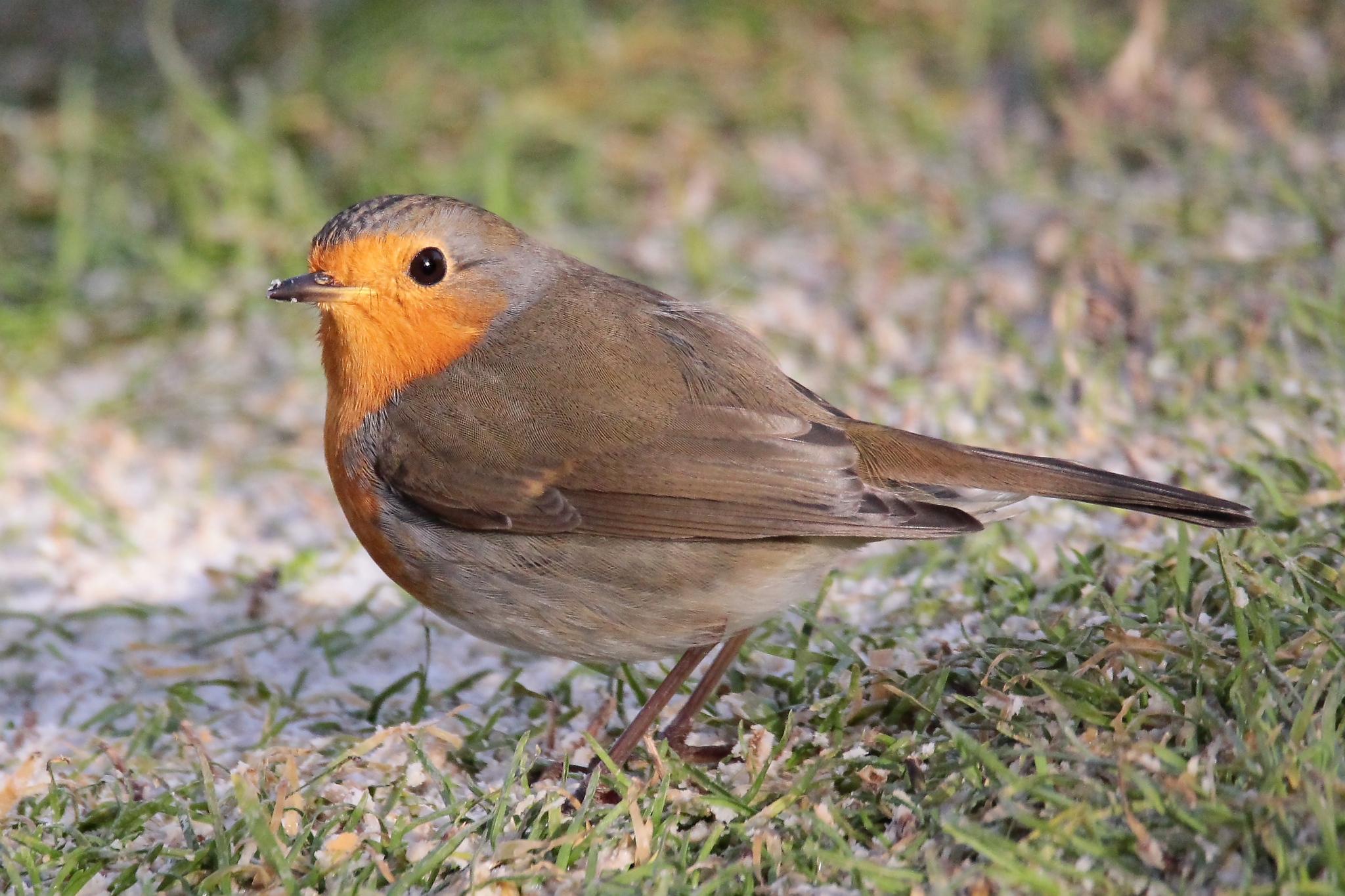 Robin