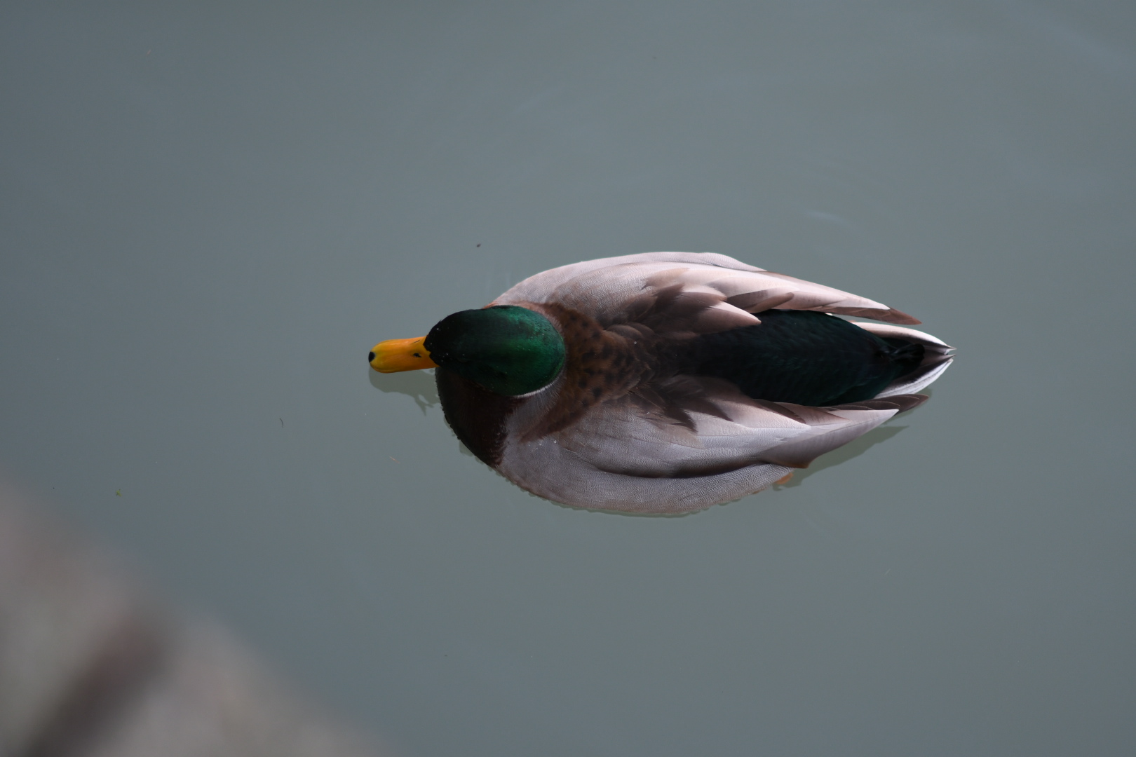 La prima ad un pennuto per caso