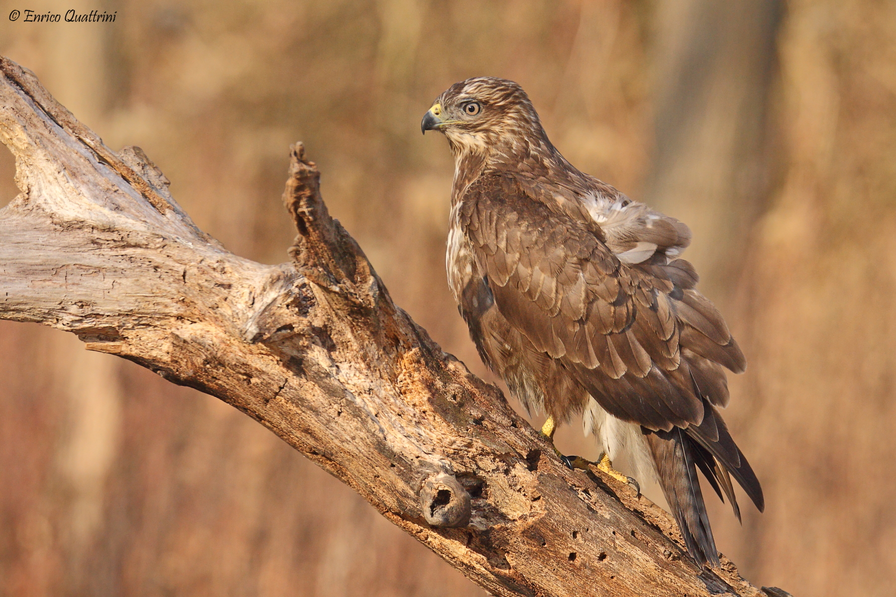 Buzzard