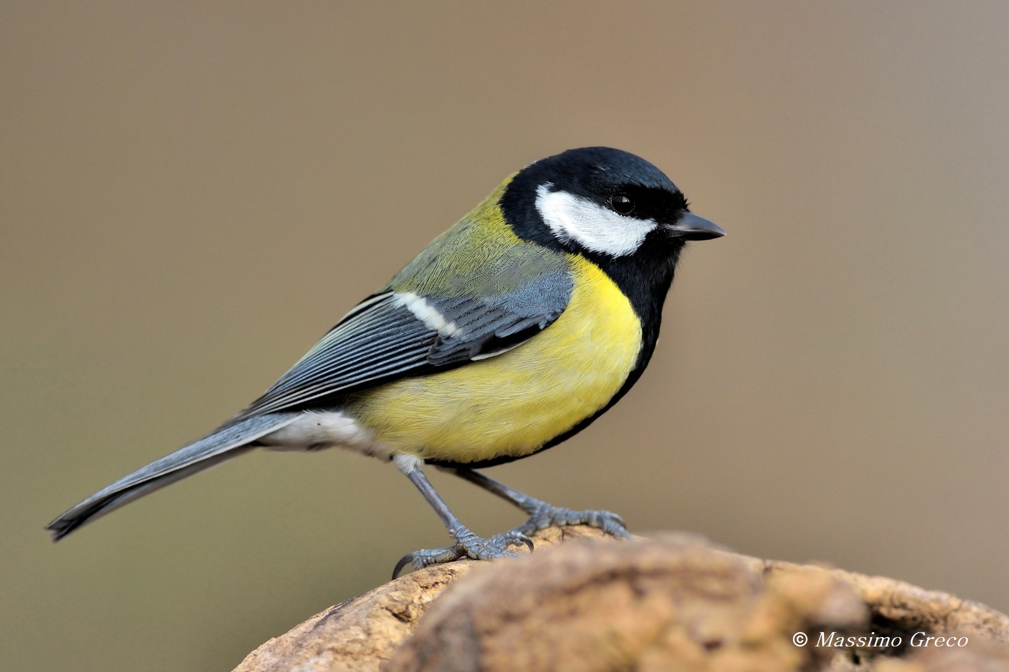 Cinciallegra (Parus major)
