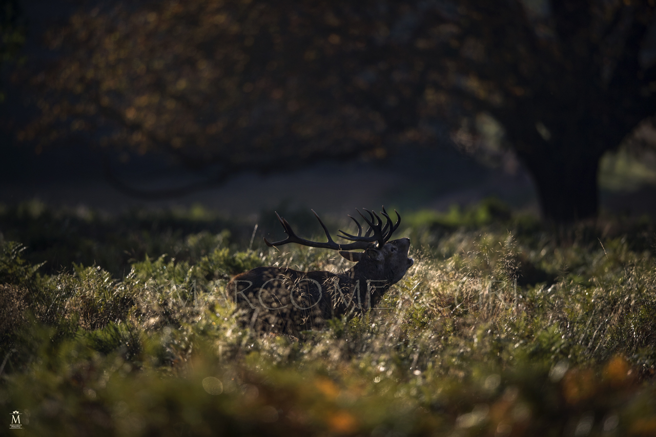 The enchanted forest.