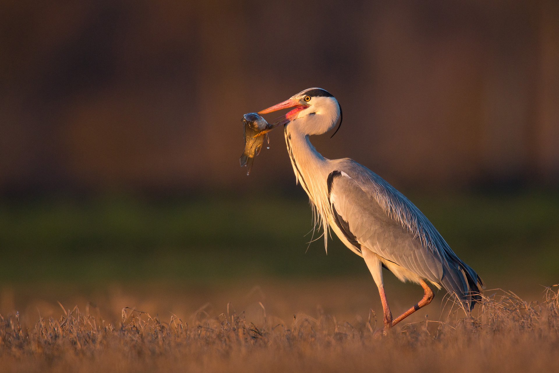 Pesca grossa all'Alba!