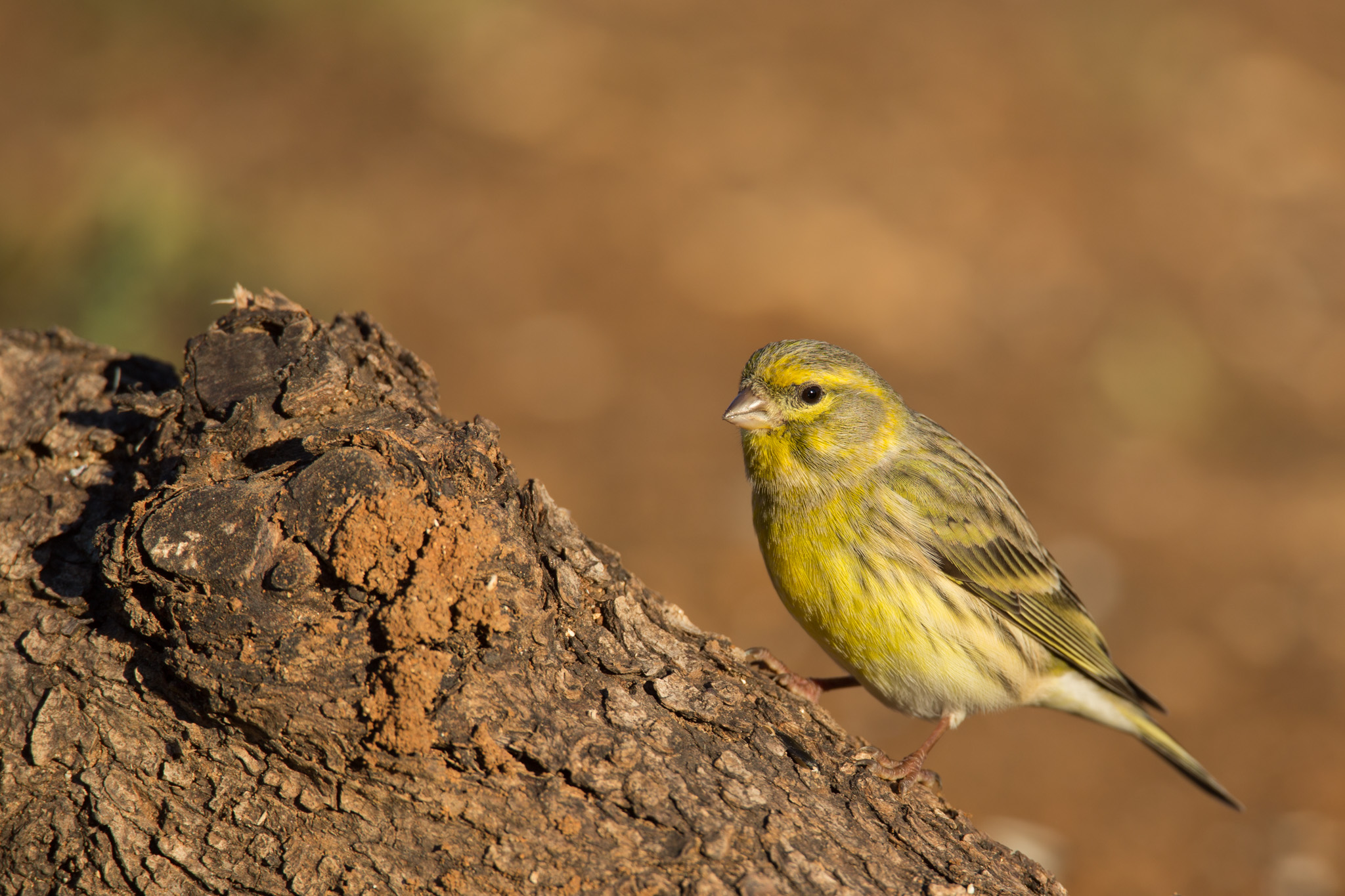 Verzellino in the winter sun
