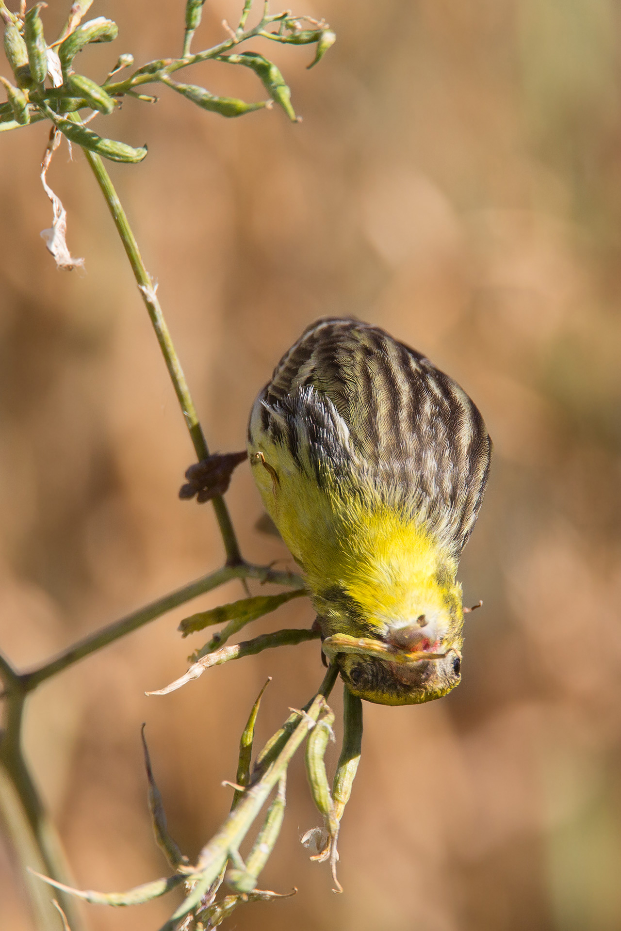 This damned seed does not want to get away ..