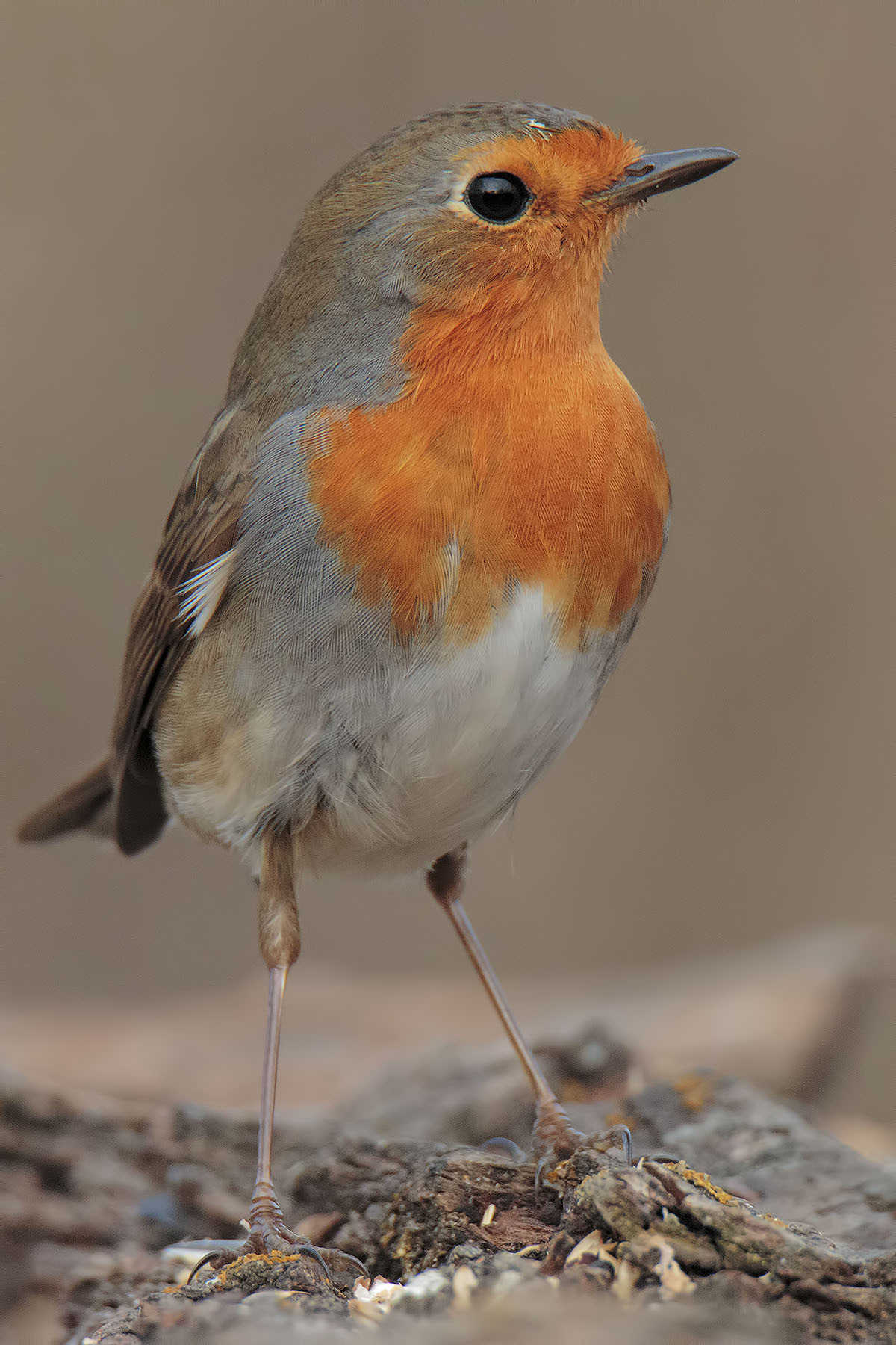 Robin