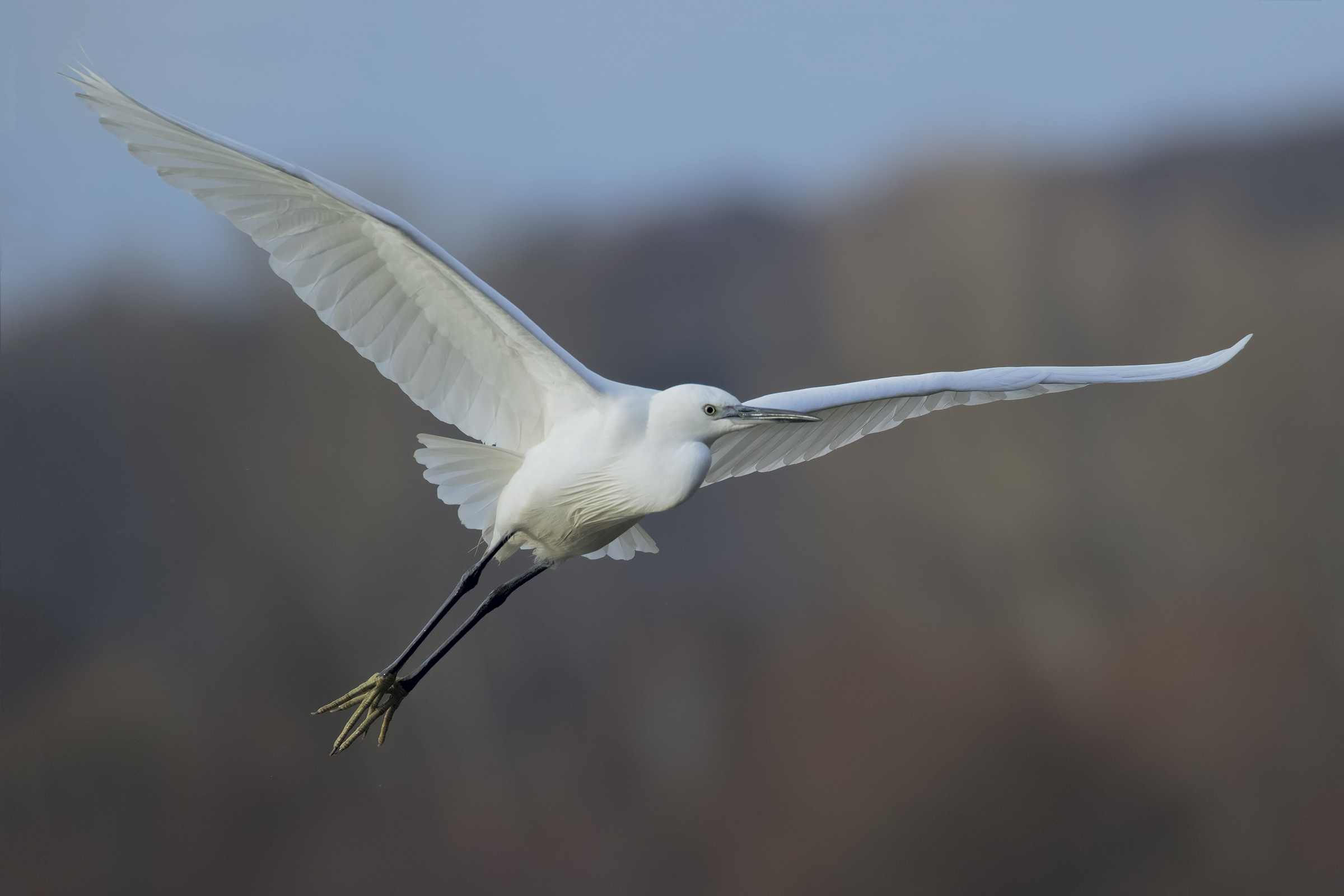 Little Egret First Morning Lights