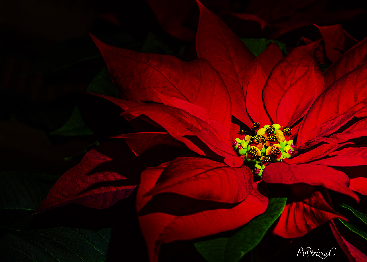 ...Christmas Star ...