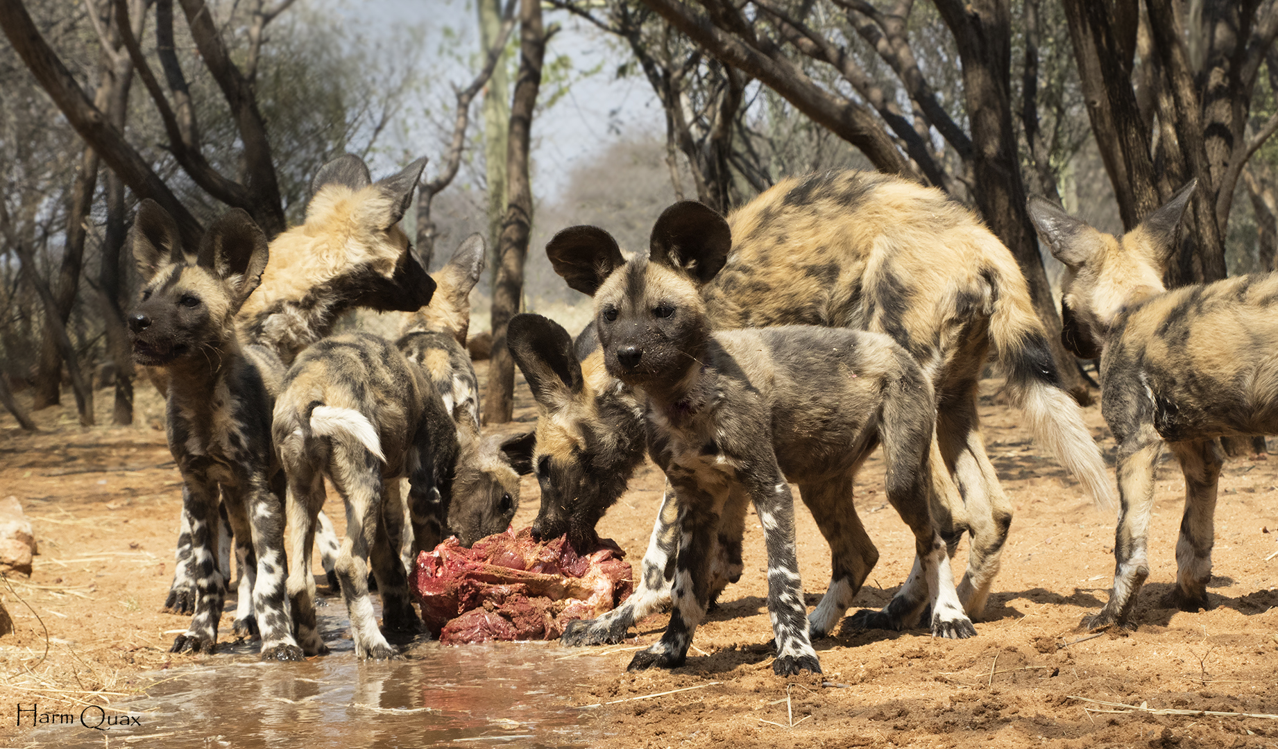 Rescued pups in shelter (Lycaon pictus)