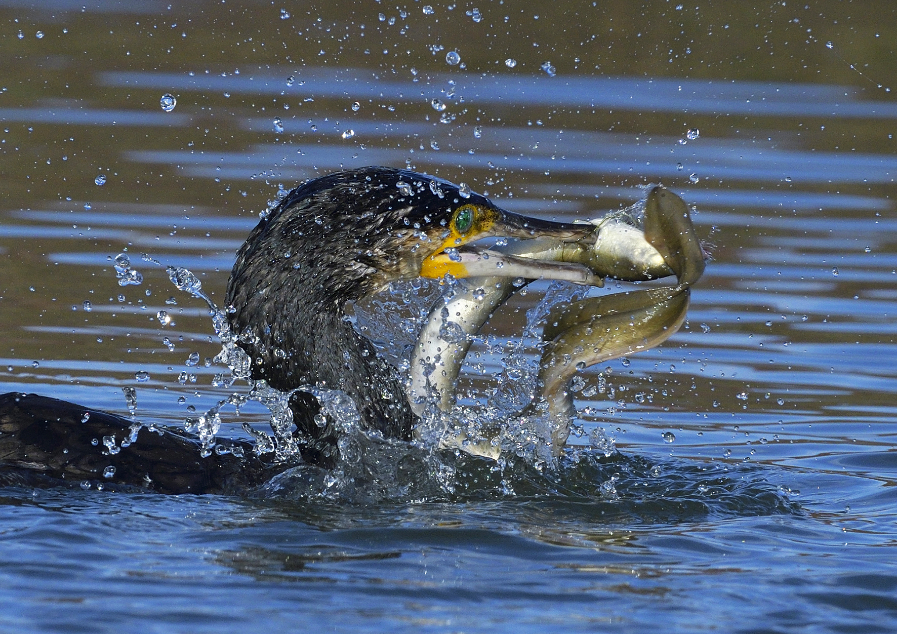 Cormorano con anguilla.