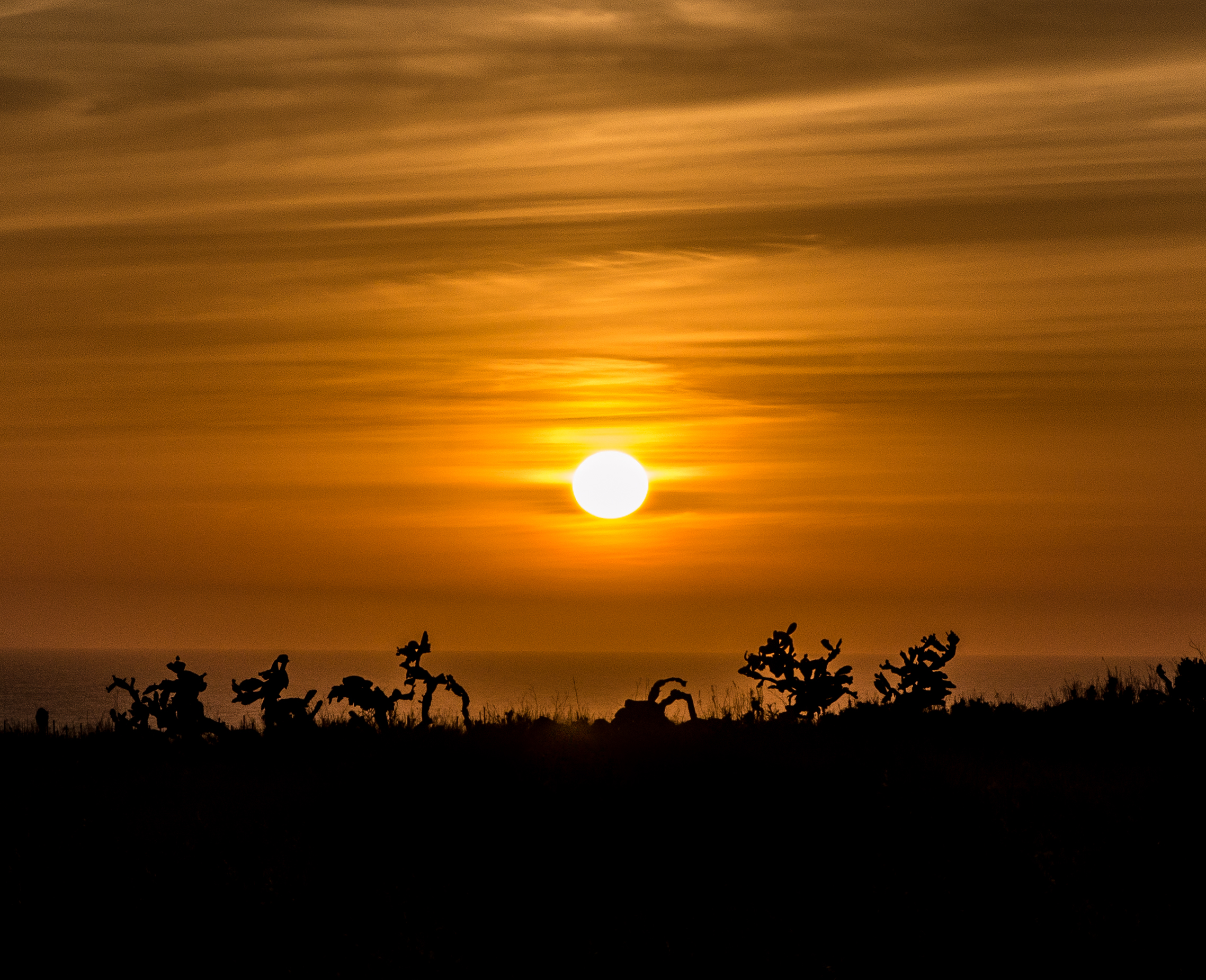 Dance of prickly pears