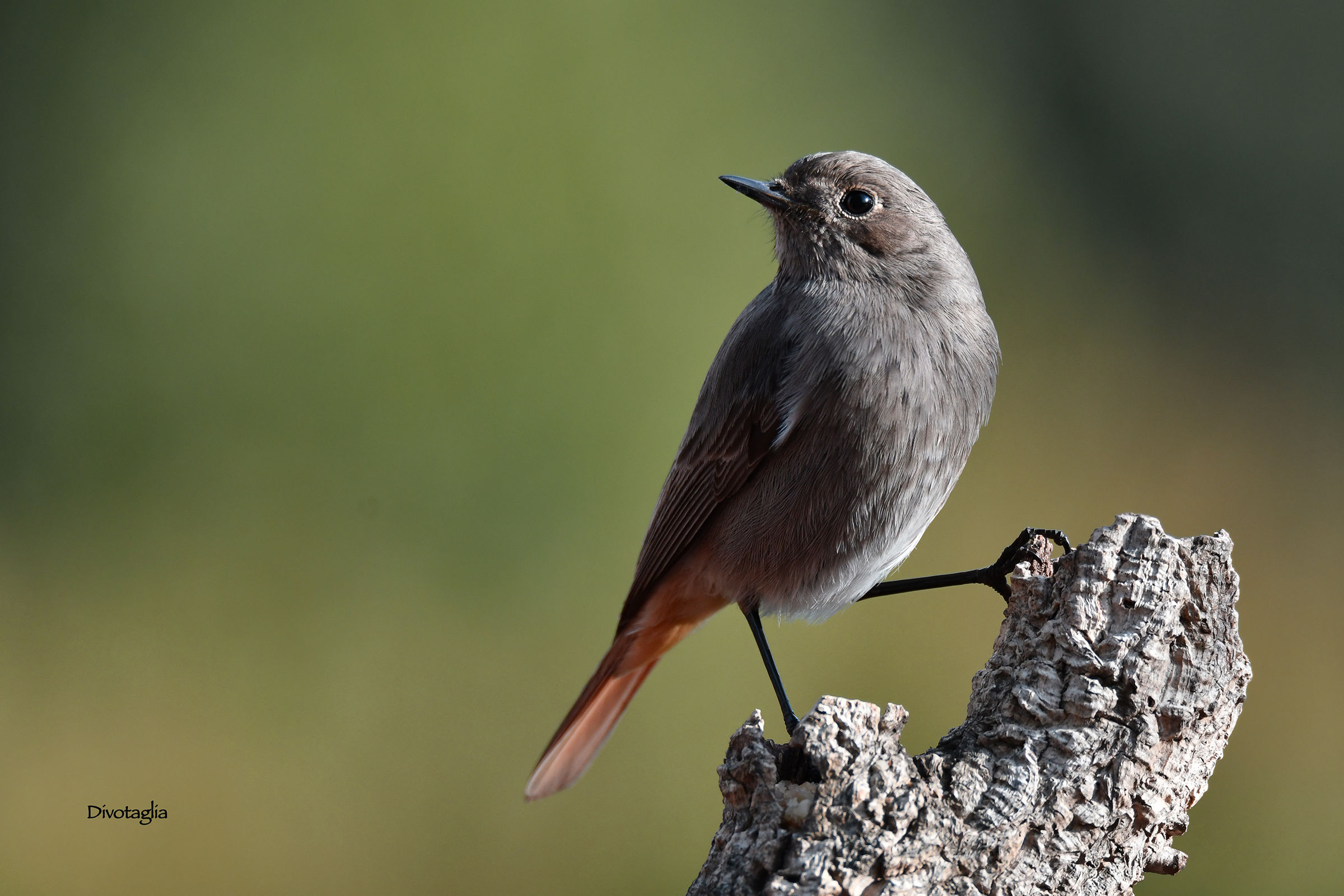 Femmina di codirosso spazzacamino