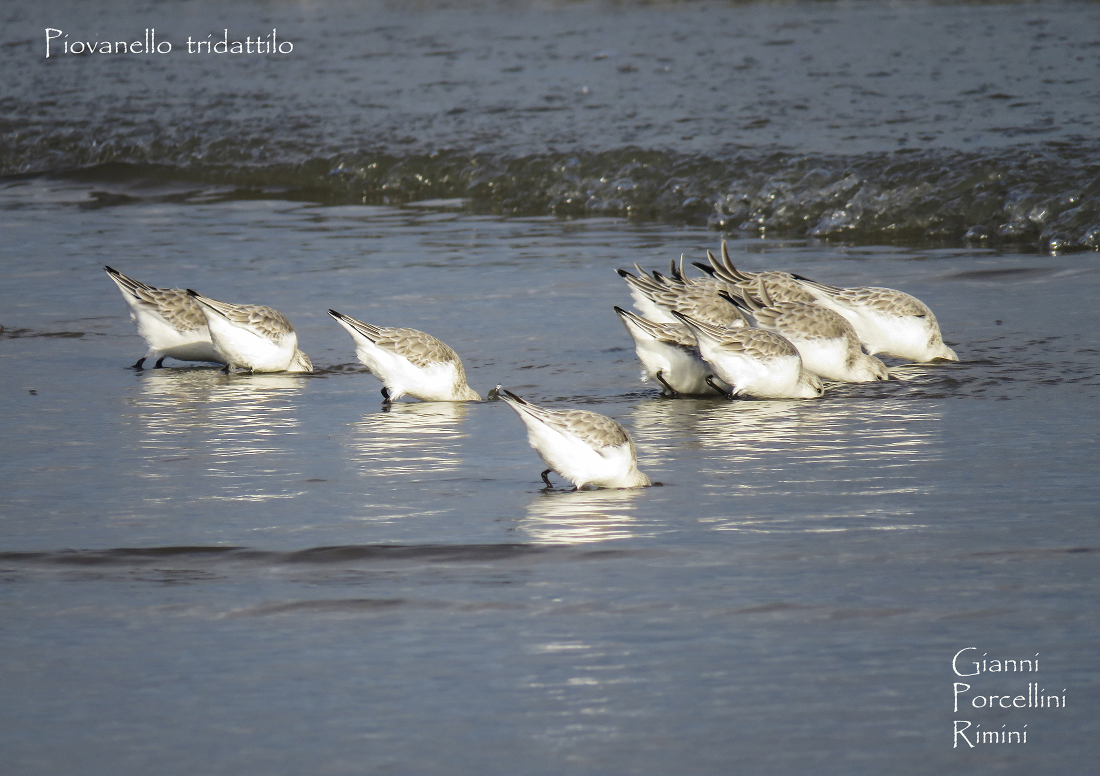 Three-to-one Piovanelli at lunch on the beach of Rimini