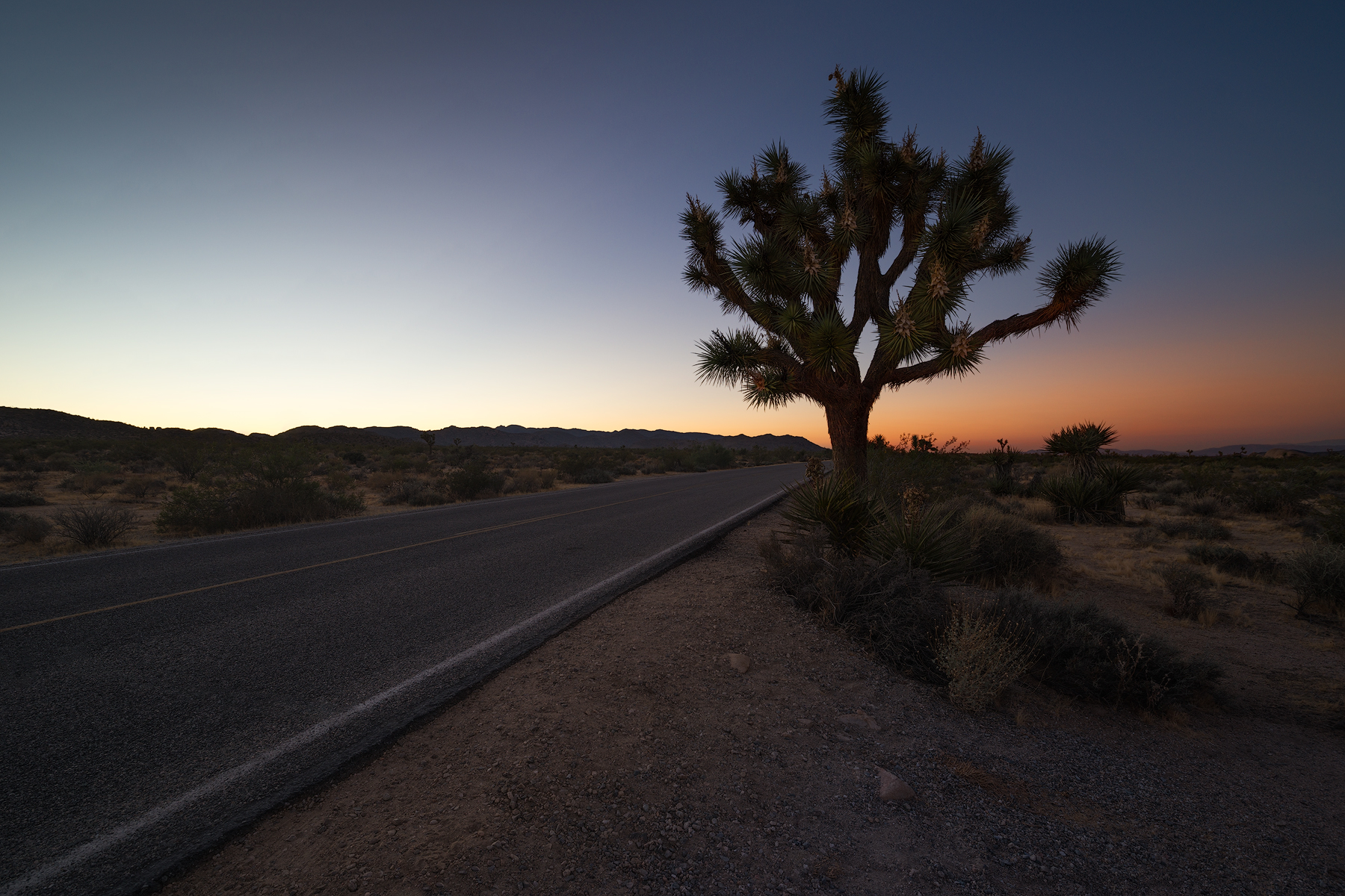 Joshua Tree