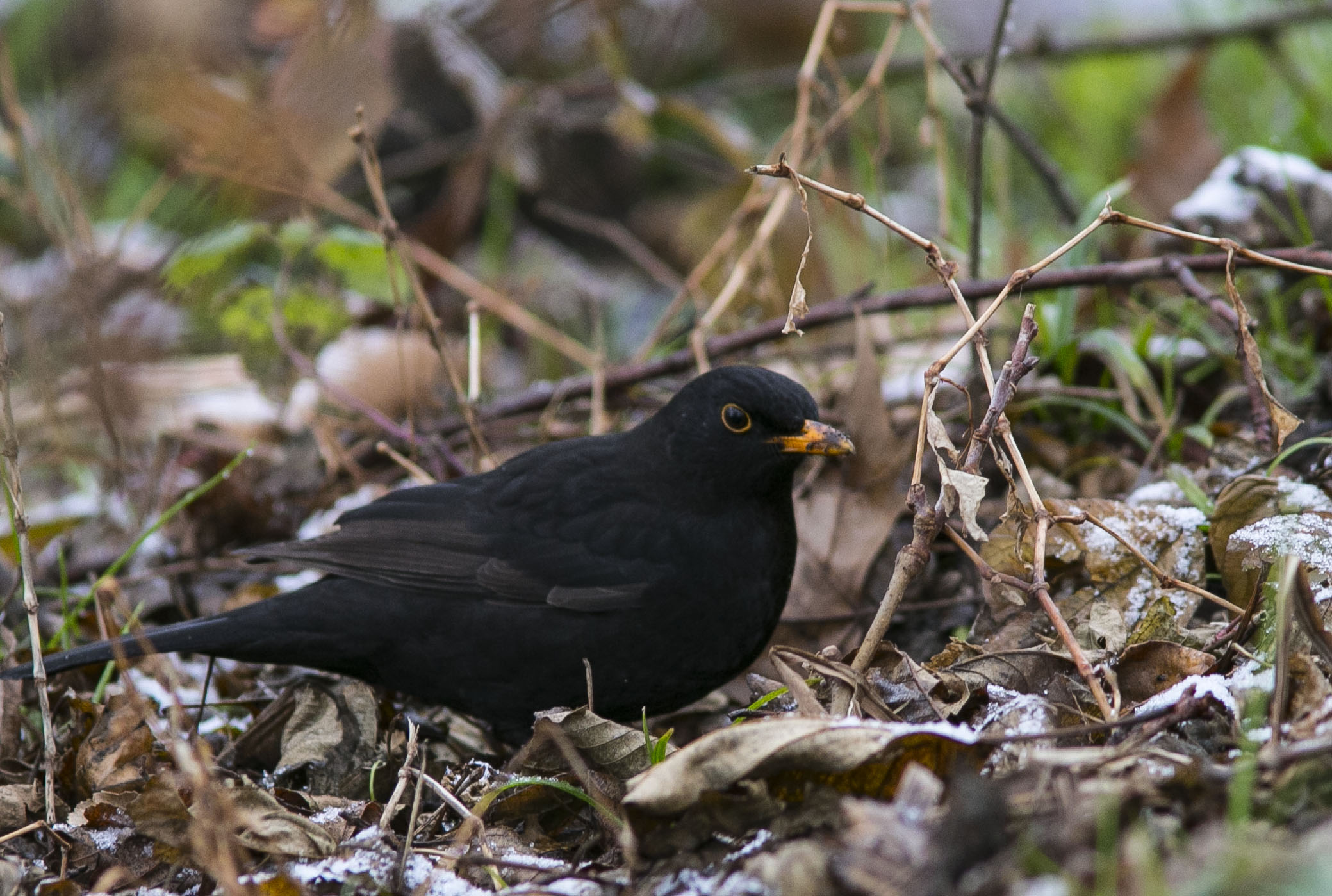 Blackbird