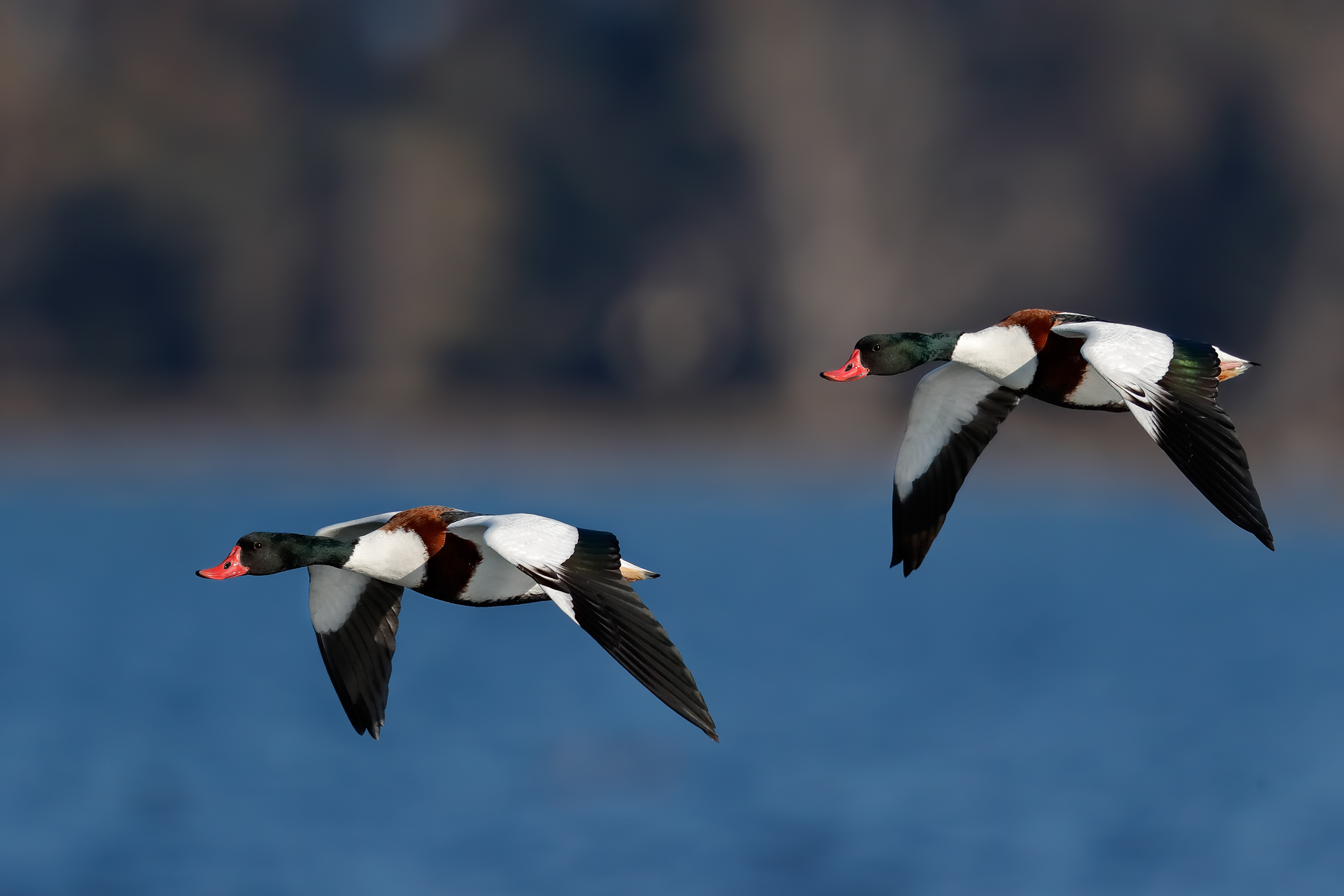 Volpoche in volo sui laghi del Parco del Circeo
