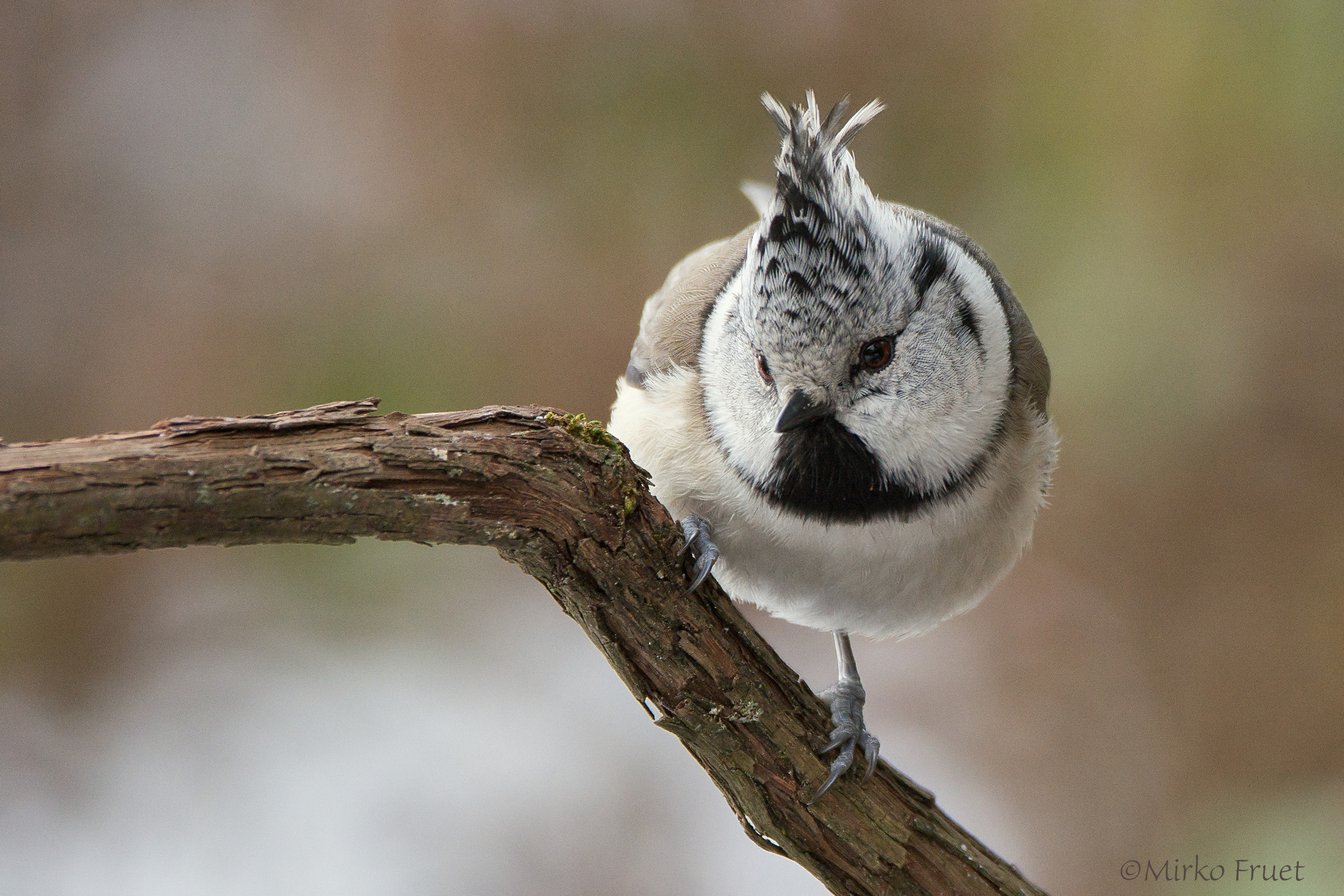 Crested tit