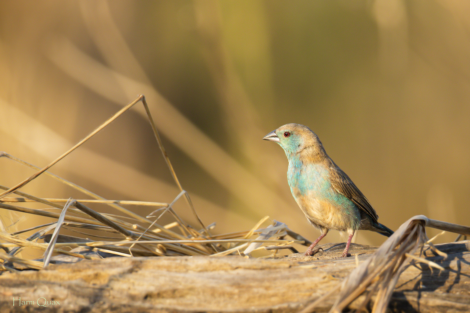 Blue Waxbill (Uraeginthus angolensis)
