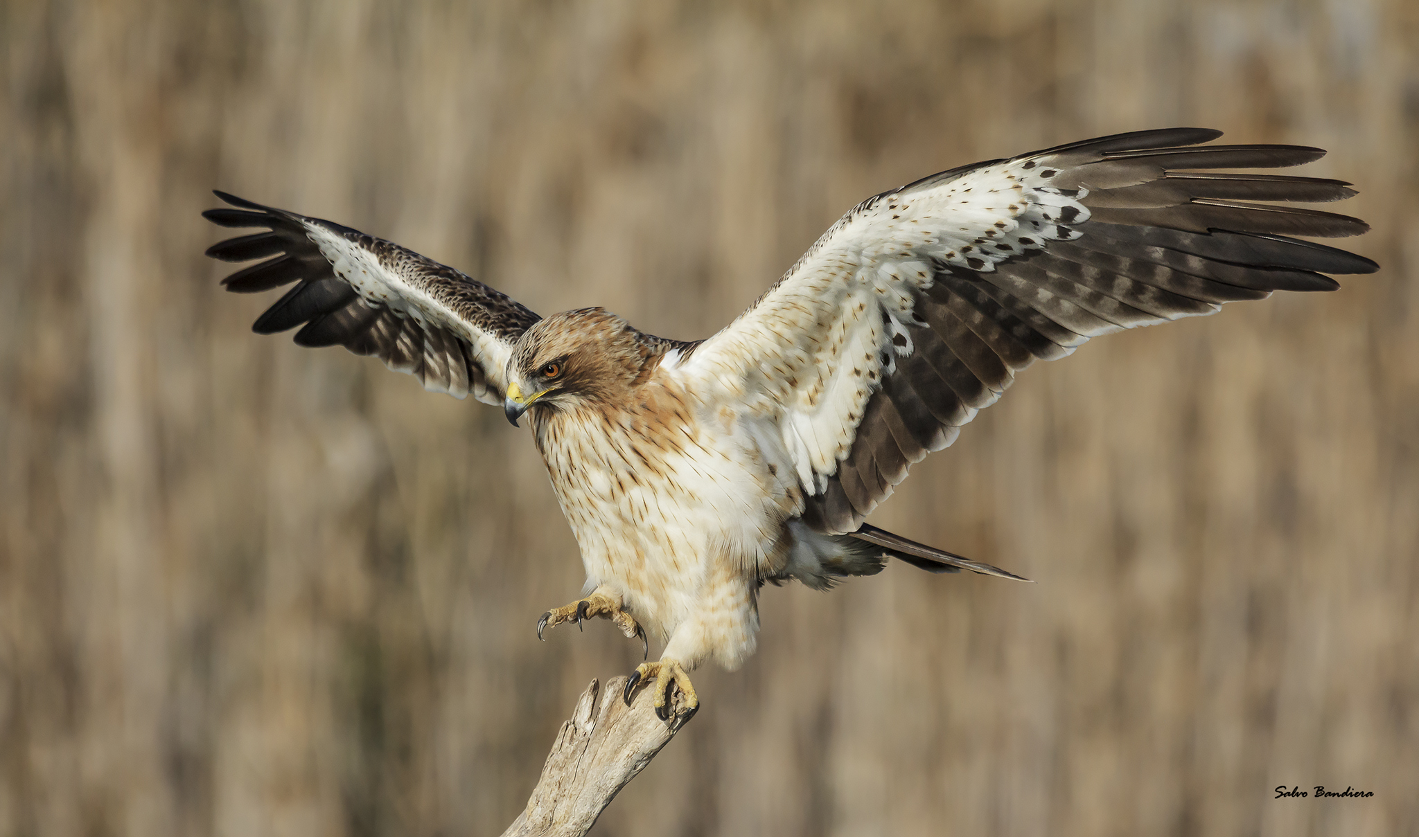 Aquila minore morfismo chiaro.