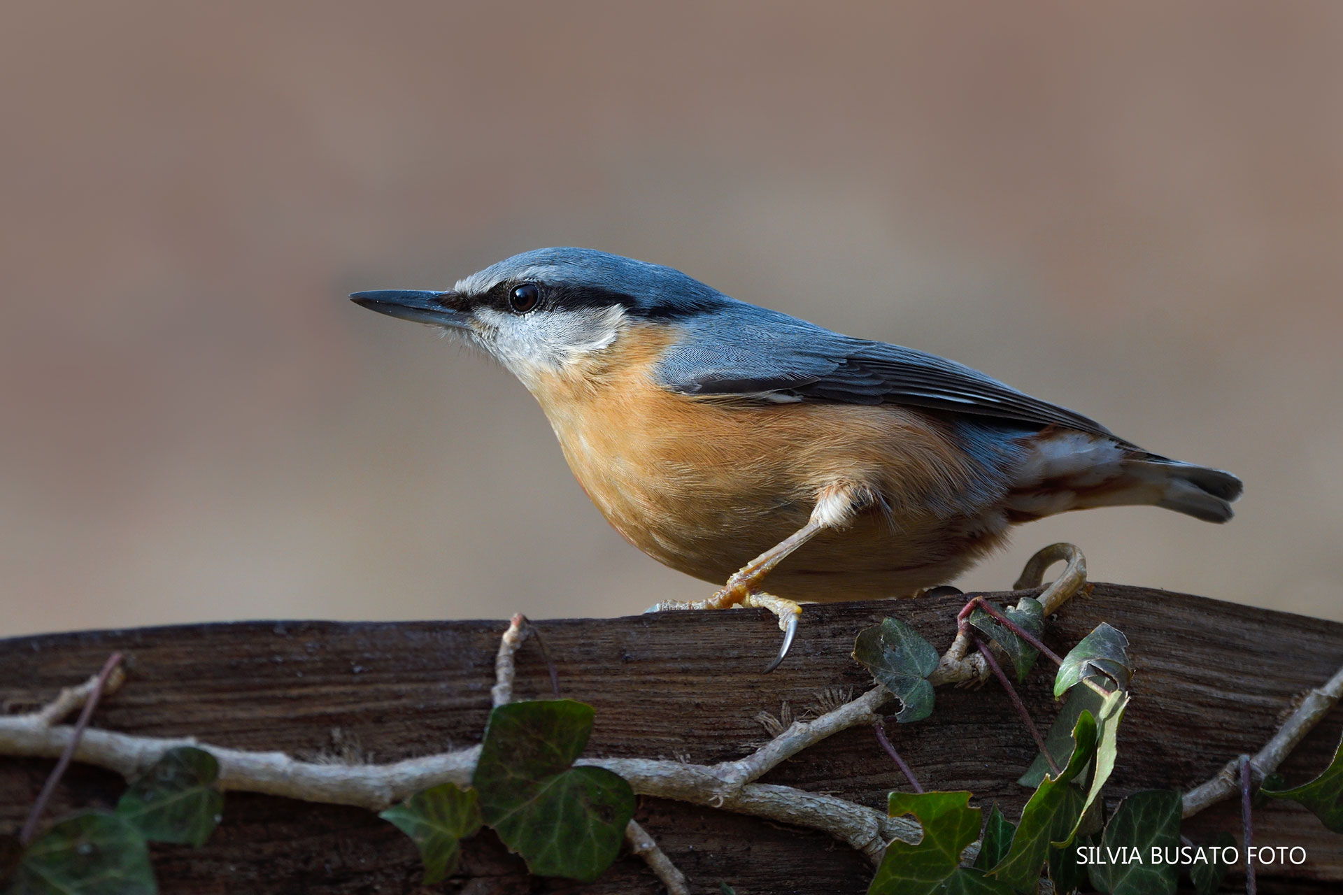 Nuthatch
