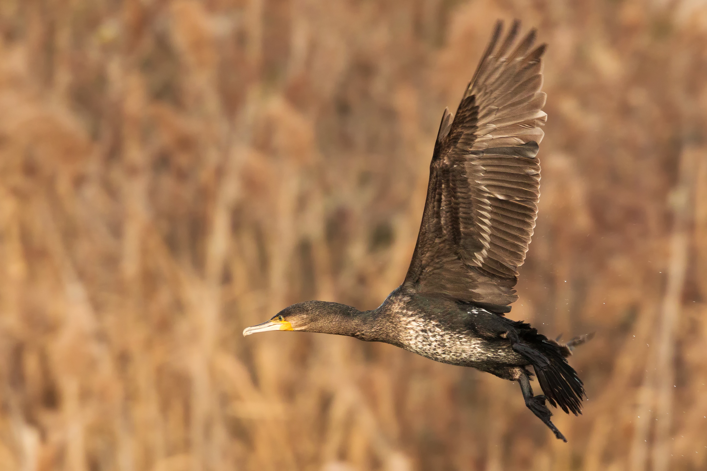 cormorant in flight