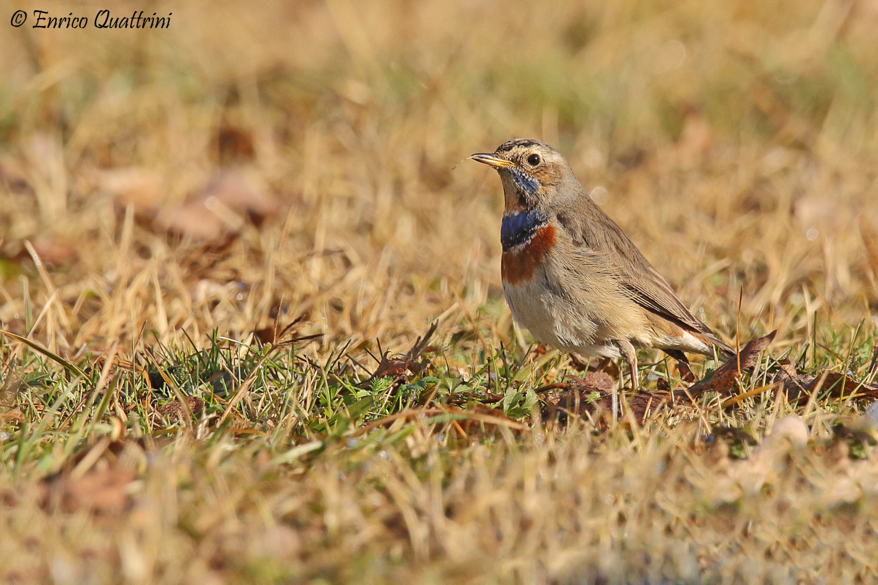 Bluethroat