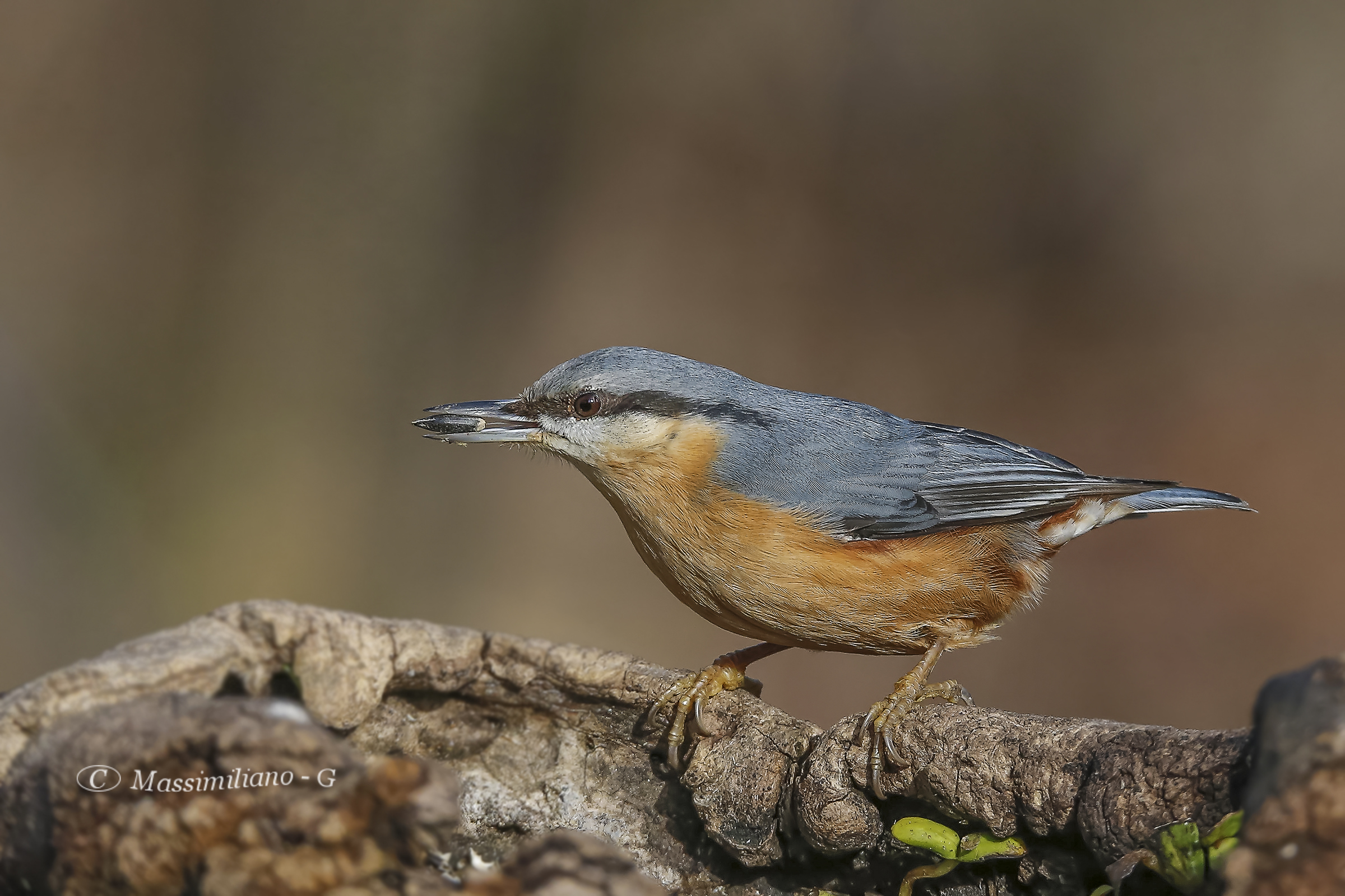 Nuthatch