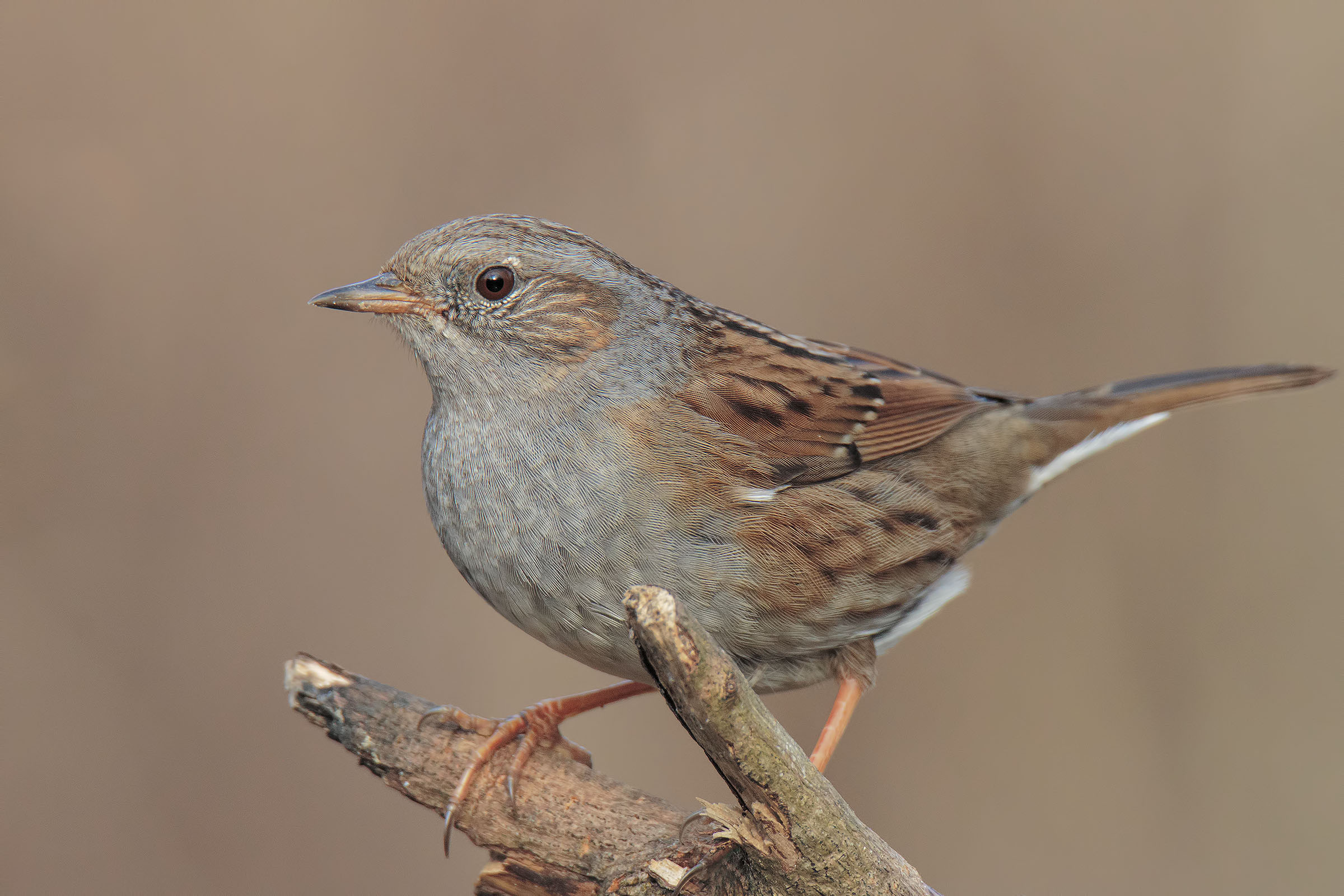 The Diva ..... Passera Scopaiola (Prunella Modularis)