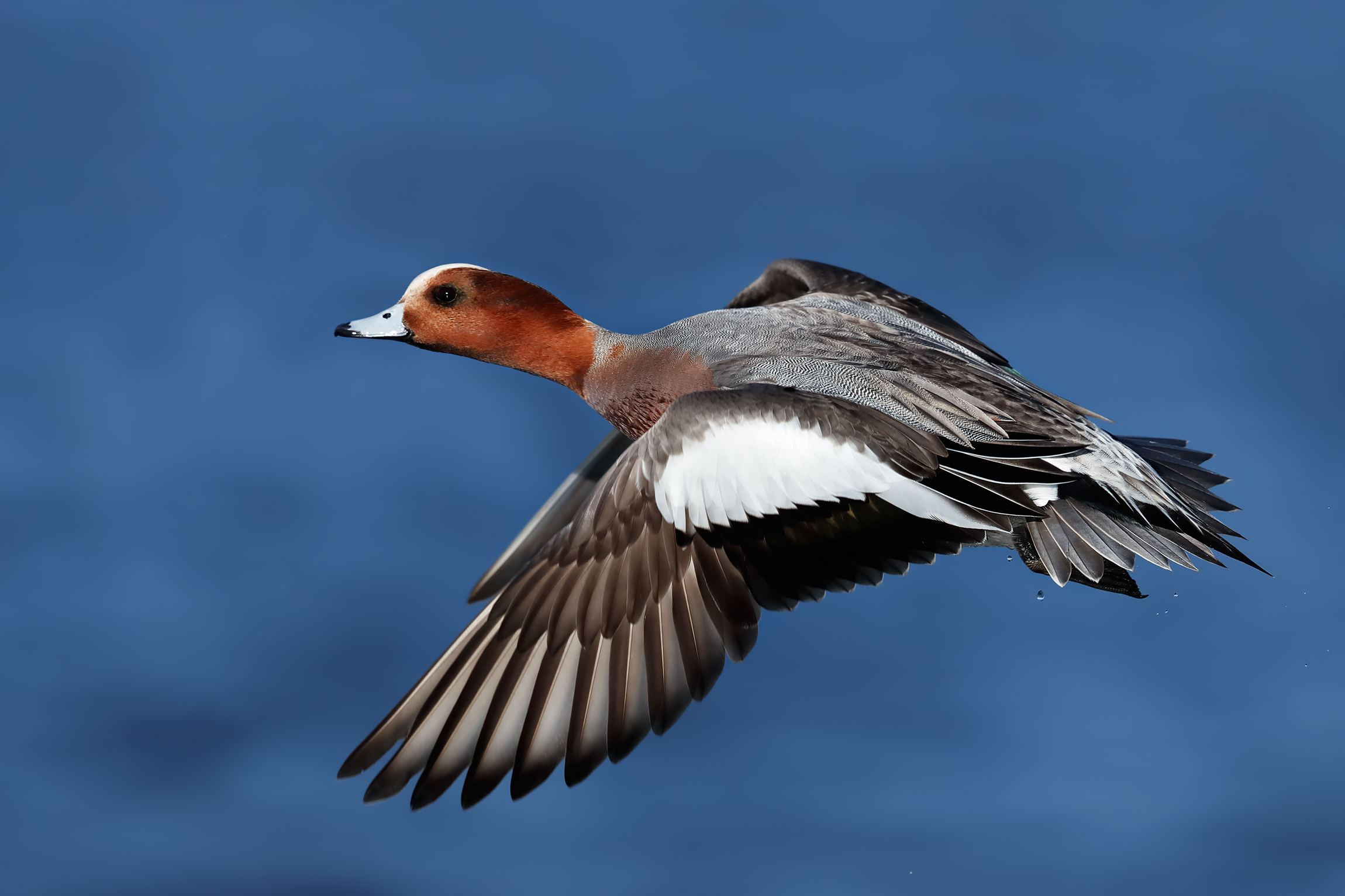 Wigeon