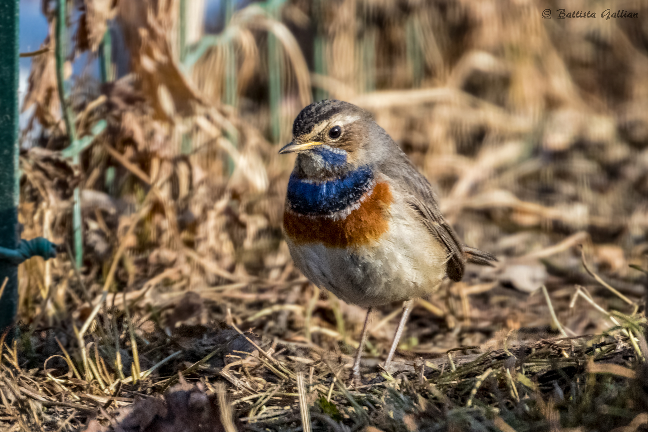 Pettazzurro(Luscinia svecica)