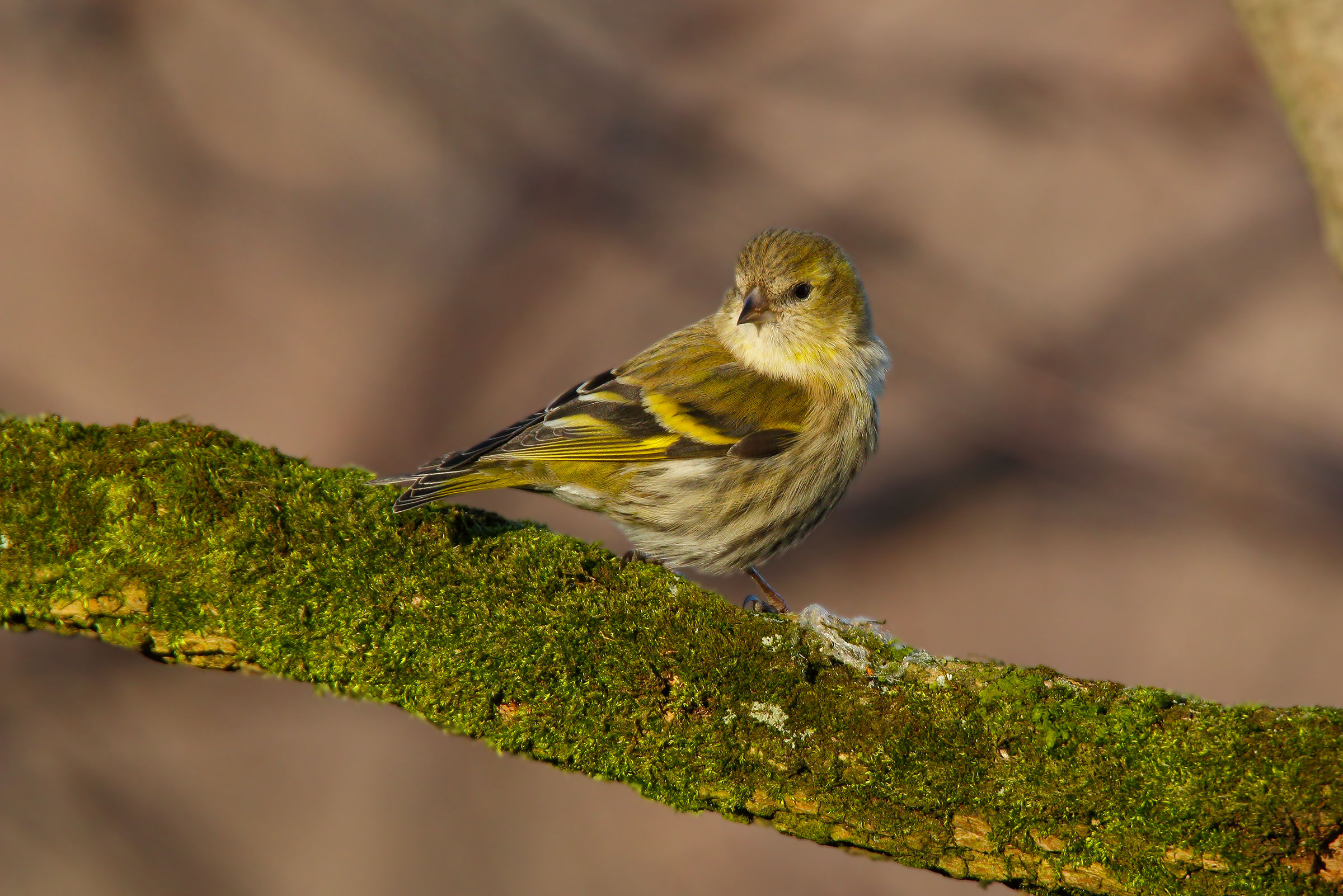 Siskin ... gialloverde