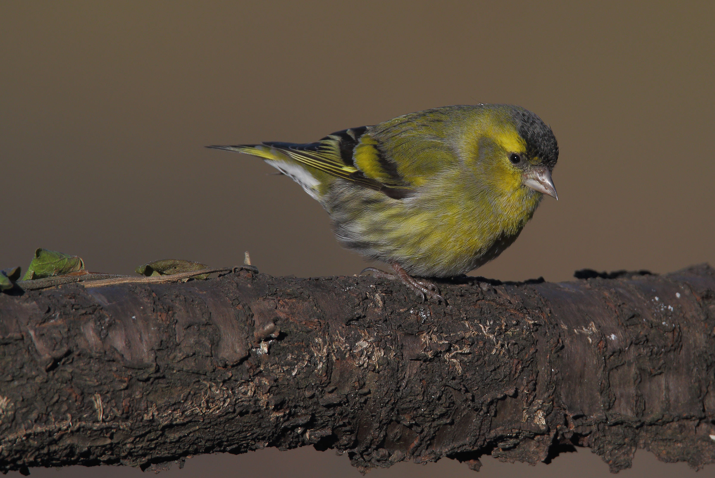 siskin