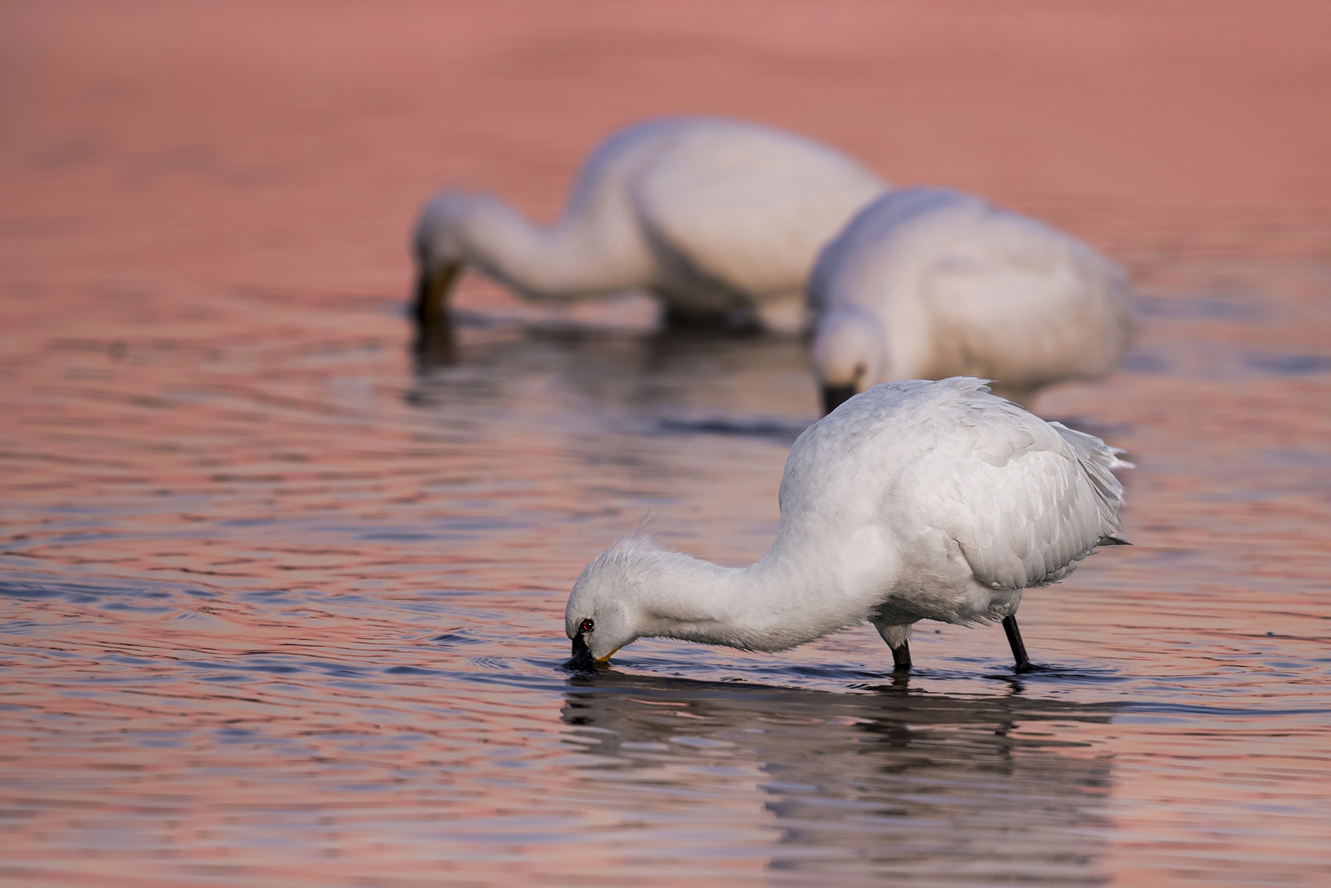 the dawn of the spatulas