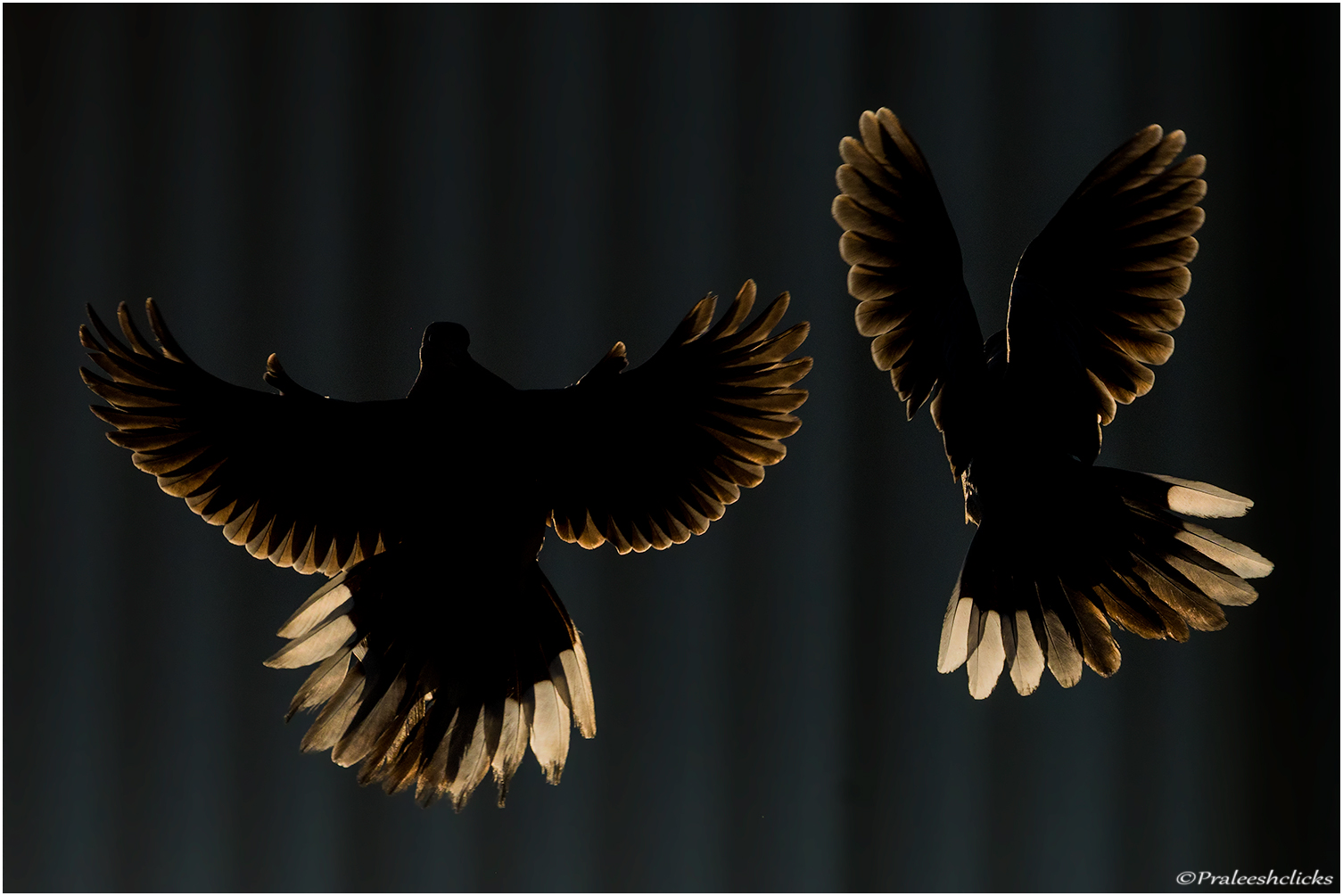 Bellezze danzanti ......