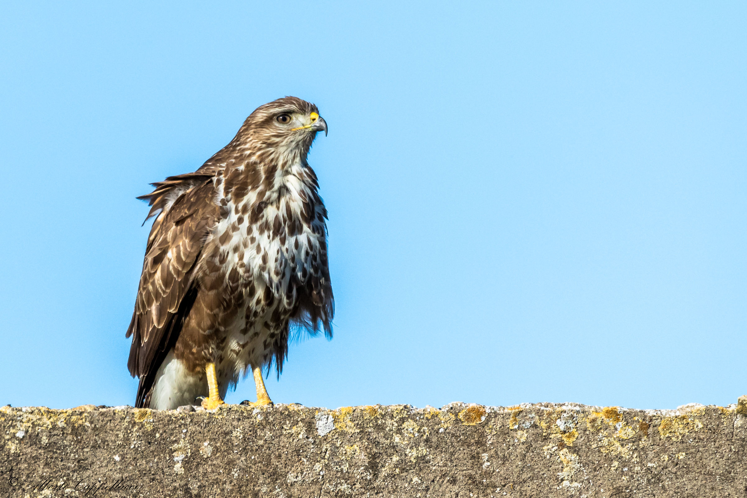 Buzzard