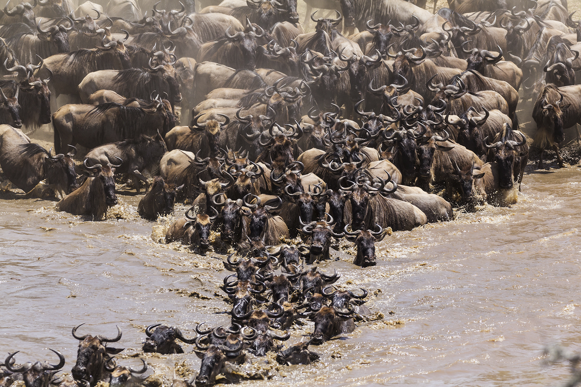 The great migration. Mara River
