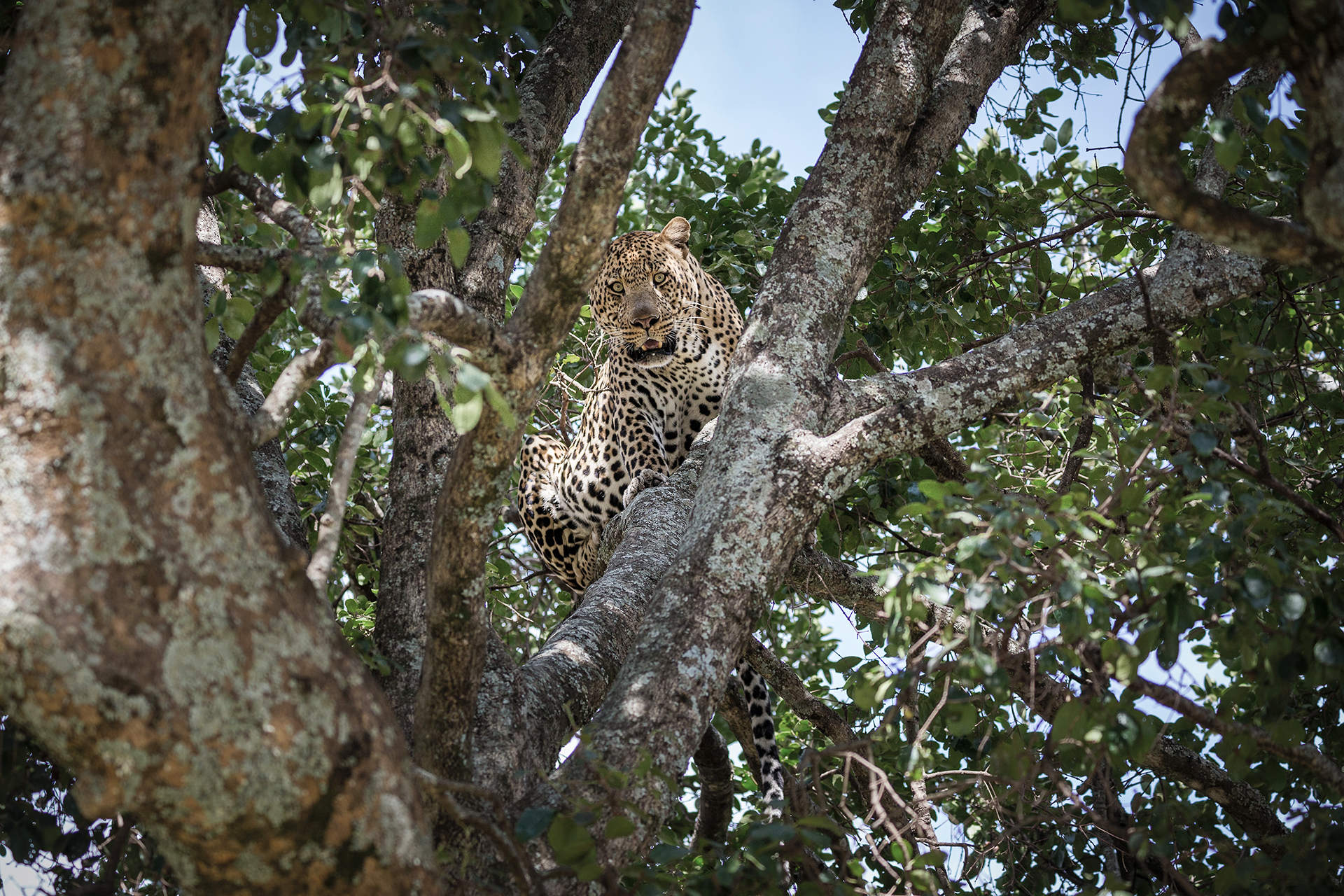 Leopard in the Serengeti National Park