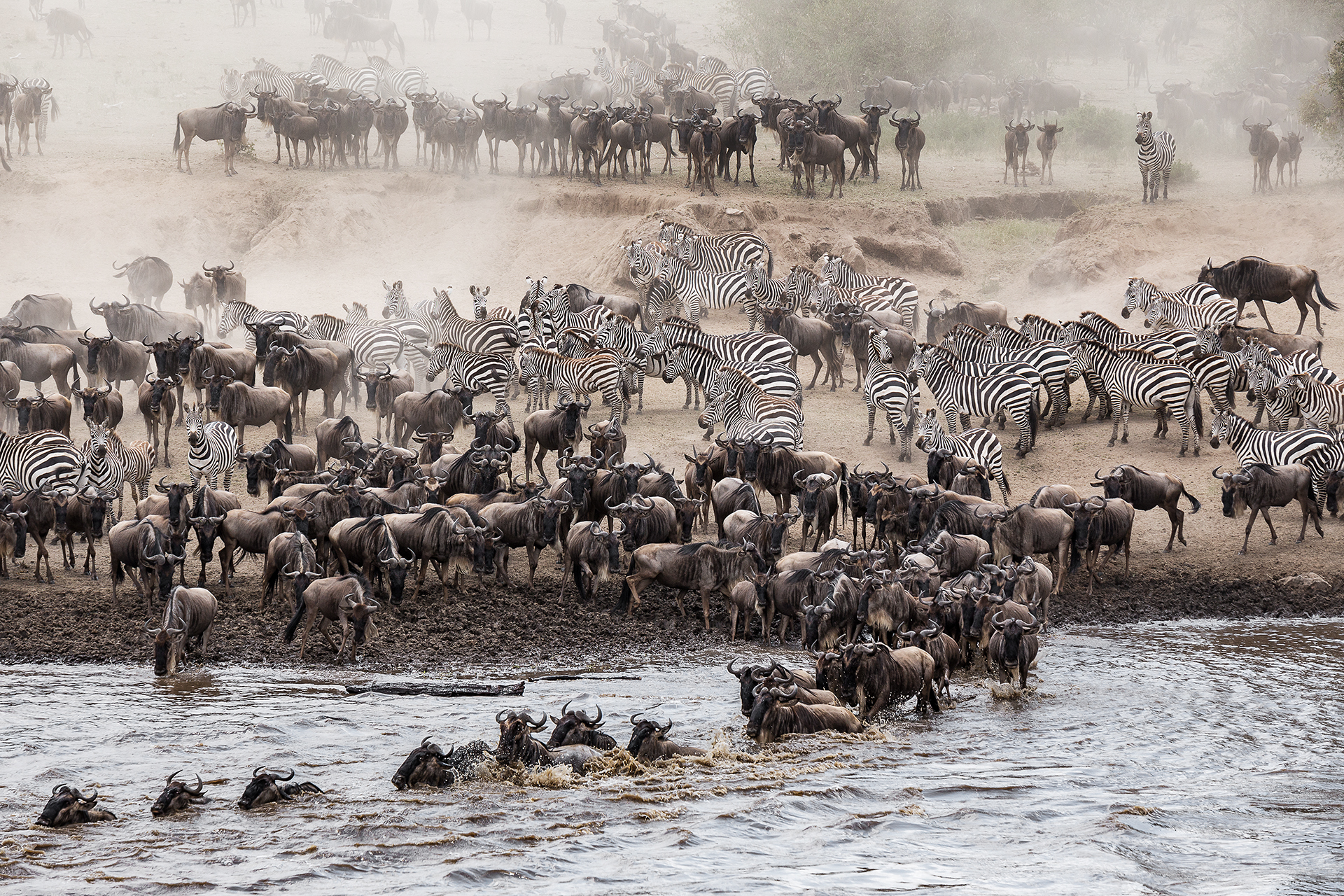 The great migration. Mara River