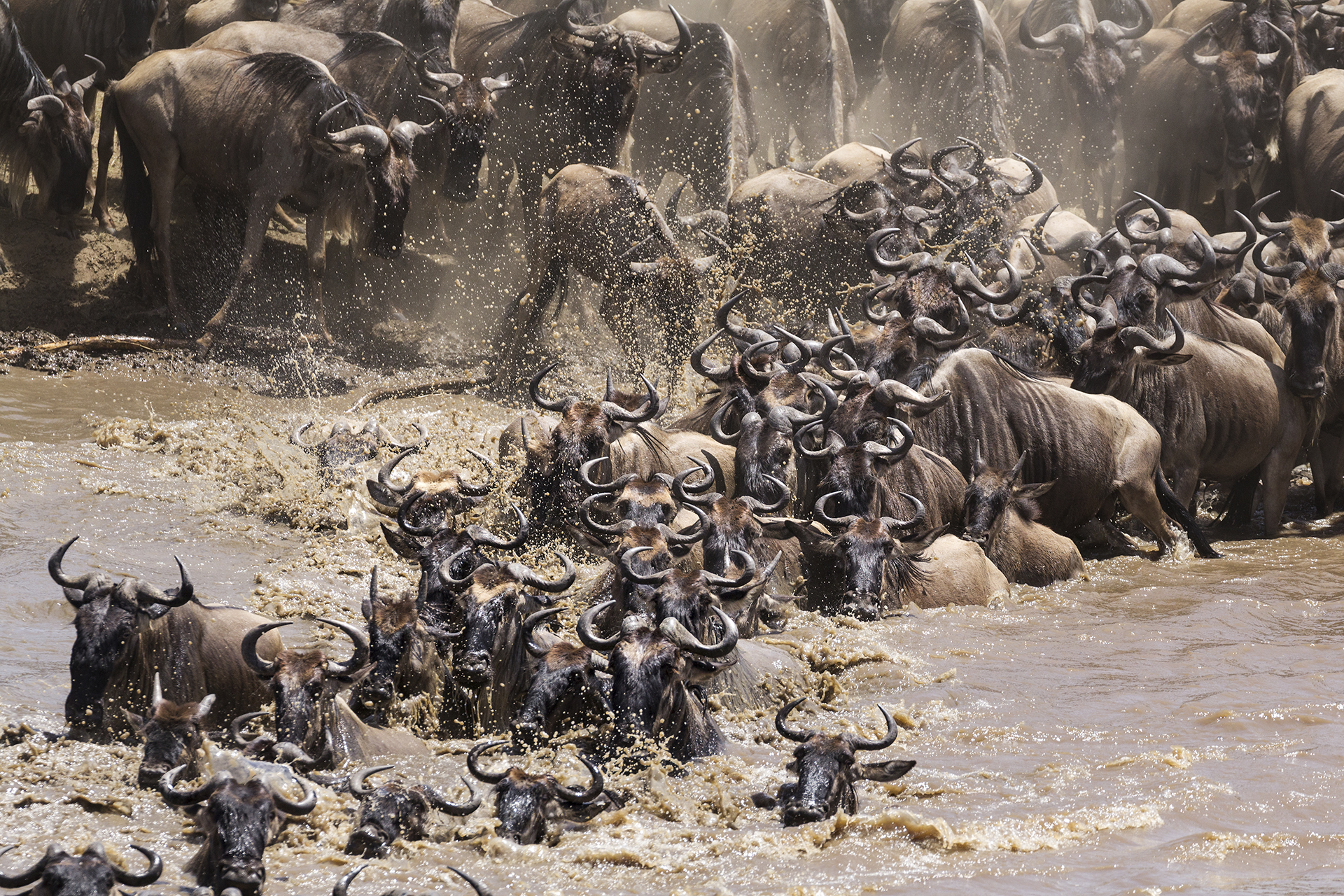 The great migration. Mara River