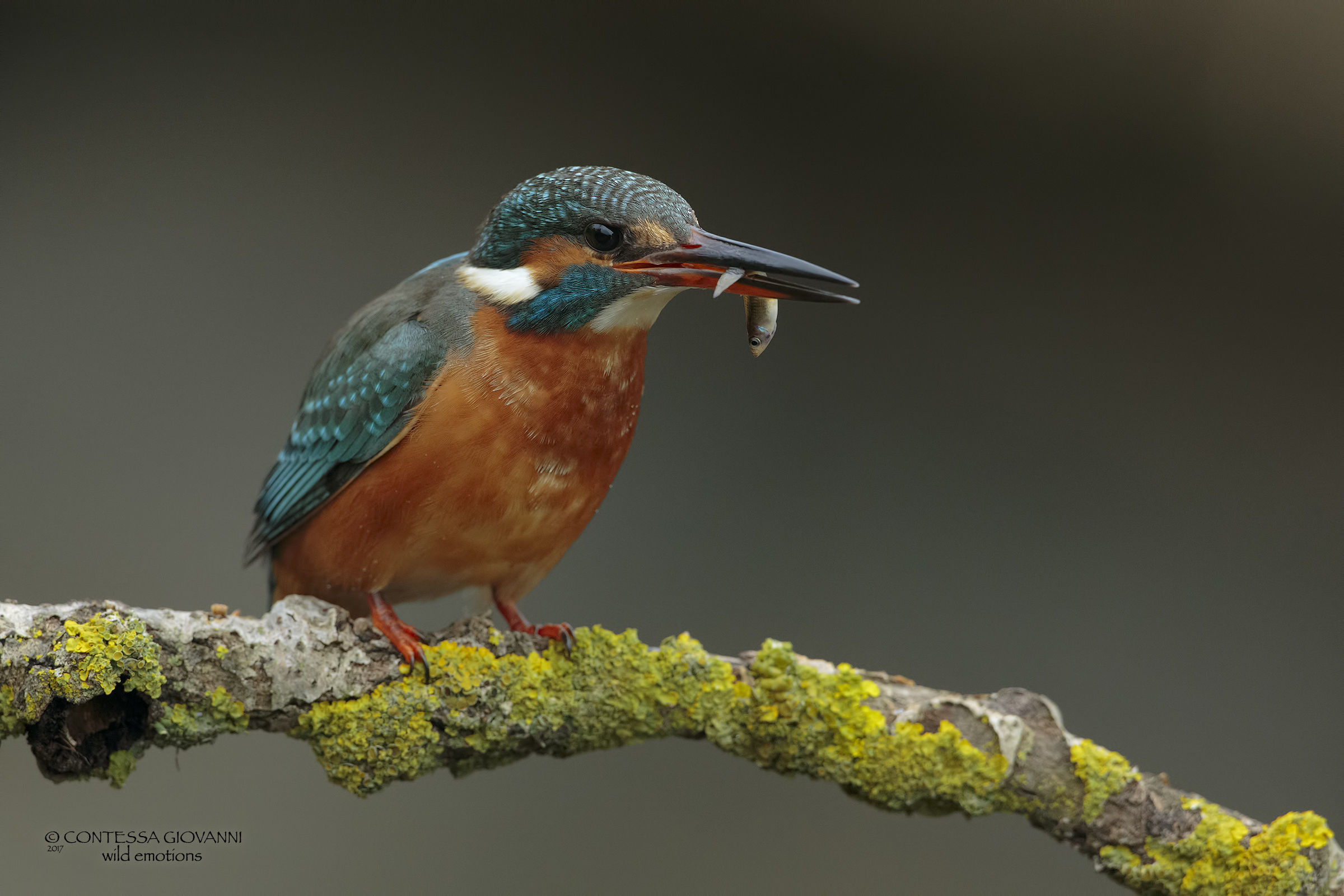 Kingfisher