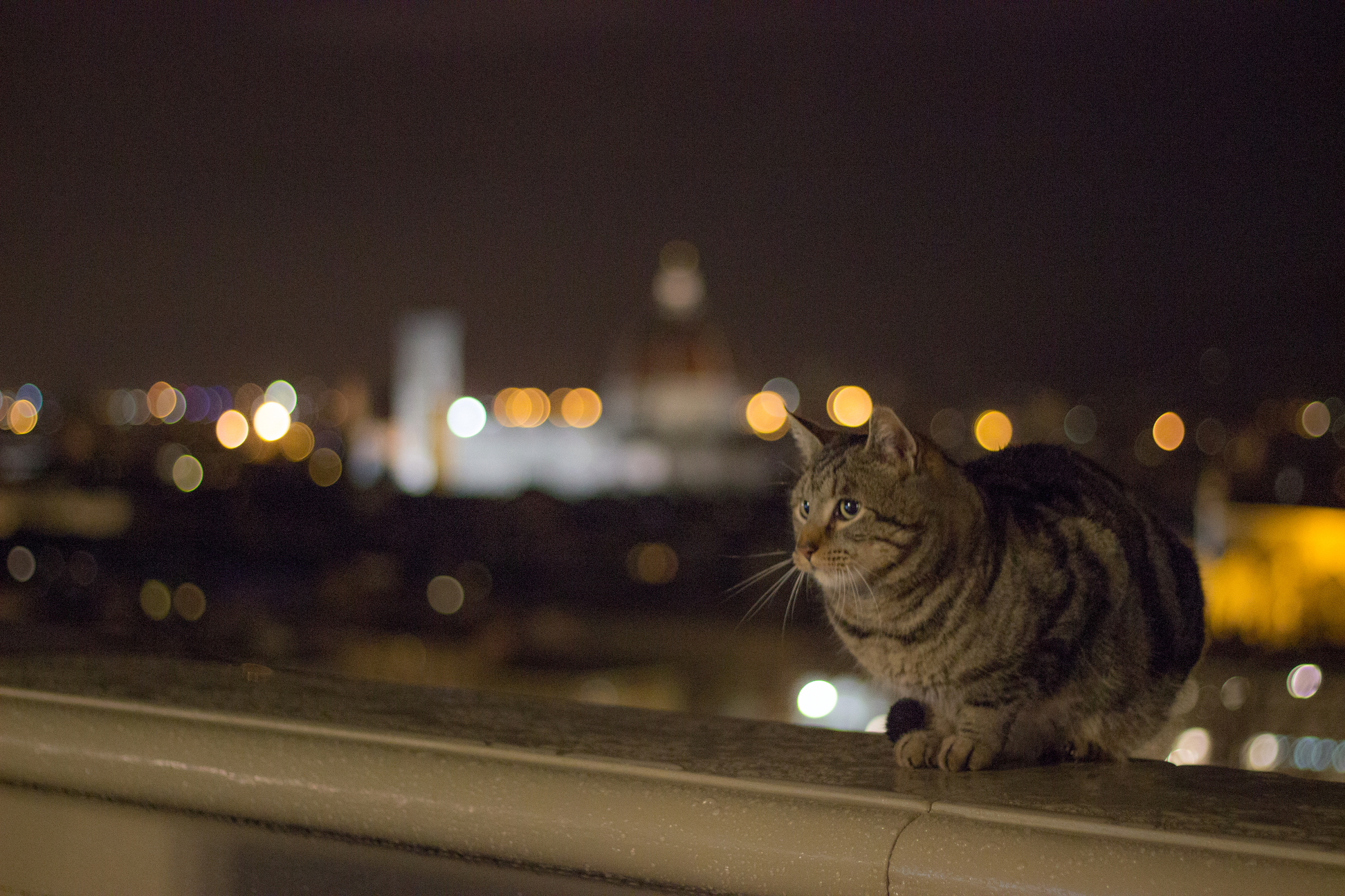Notturno felino #1