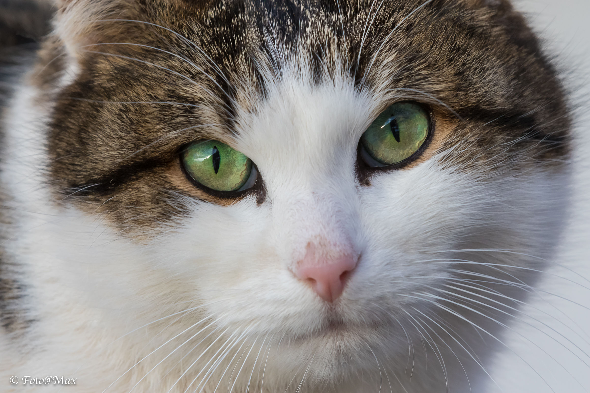 gatto Fillhof augura Buon Anno a tutti !