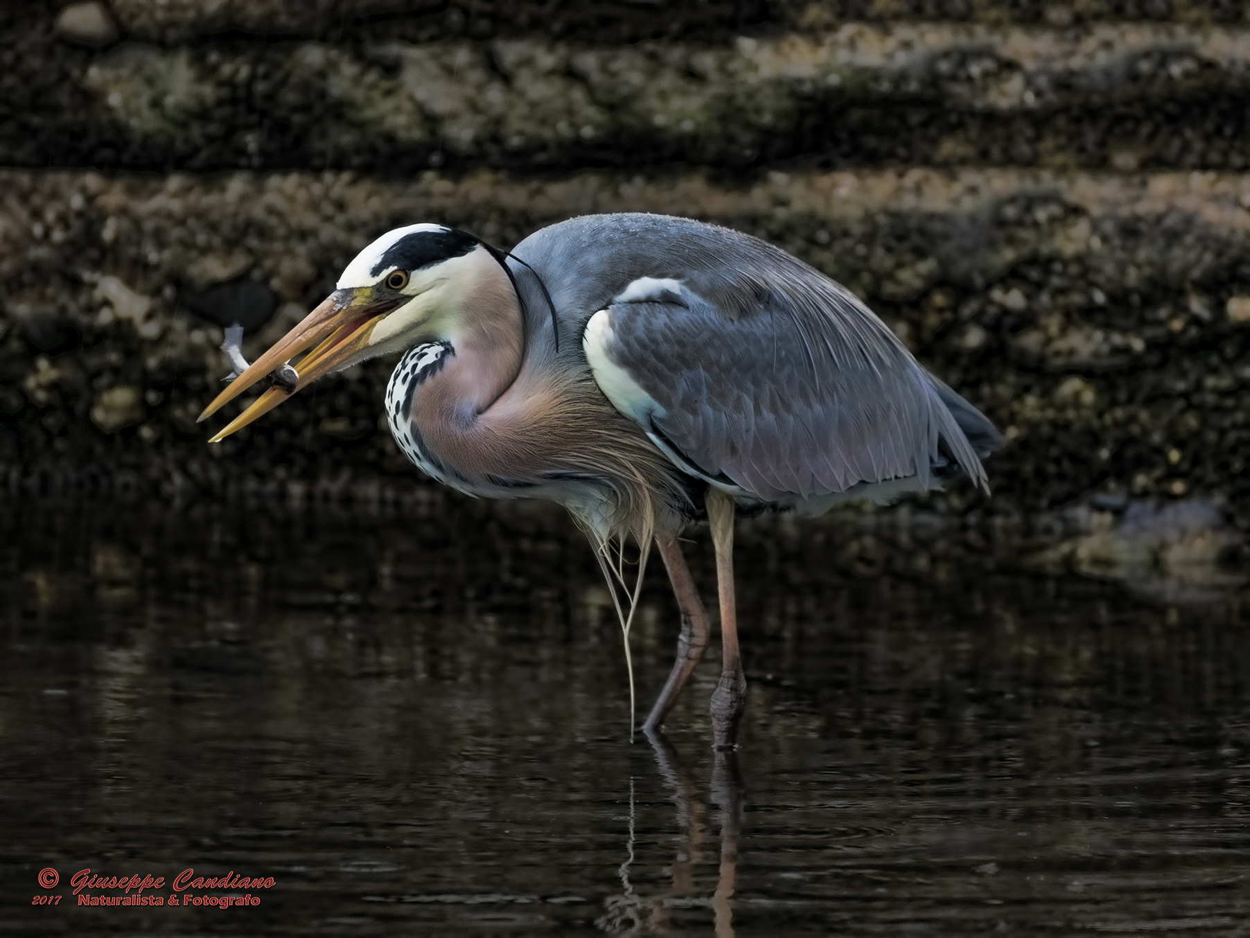 Caccia sotto la pioggia