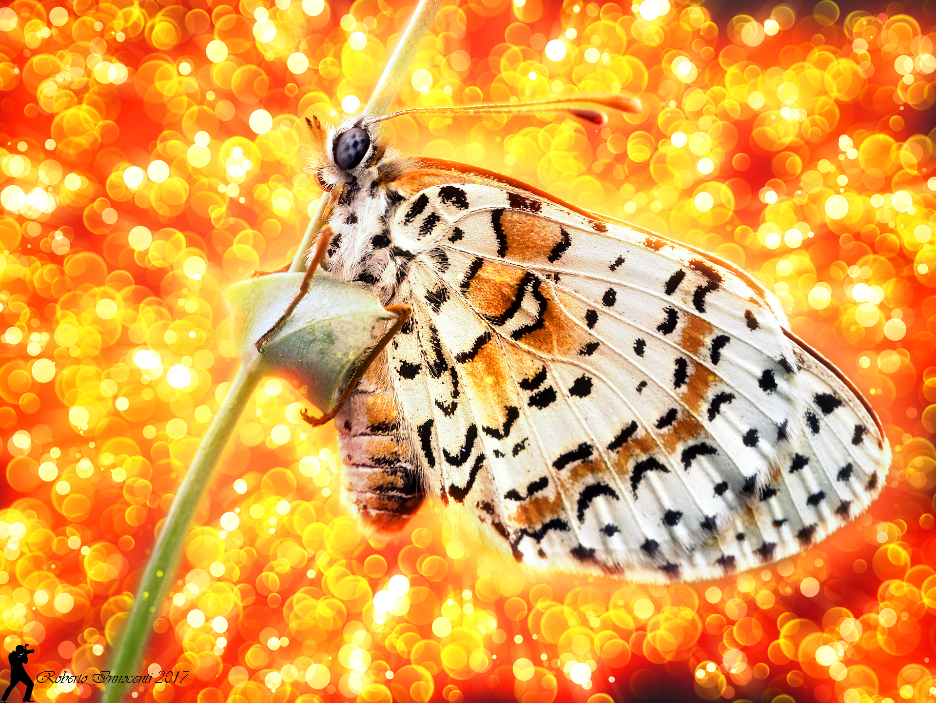 Spero in un 2018 pieno di luce e colori per tutti