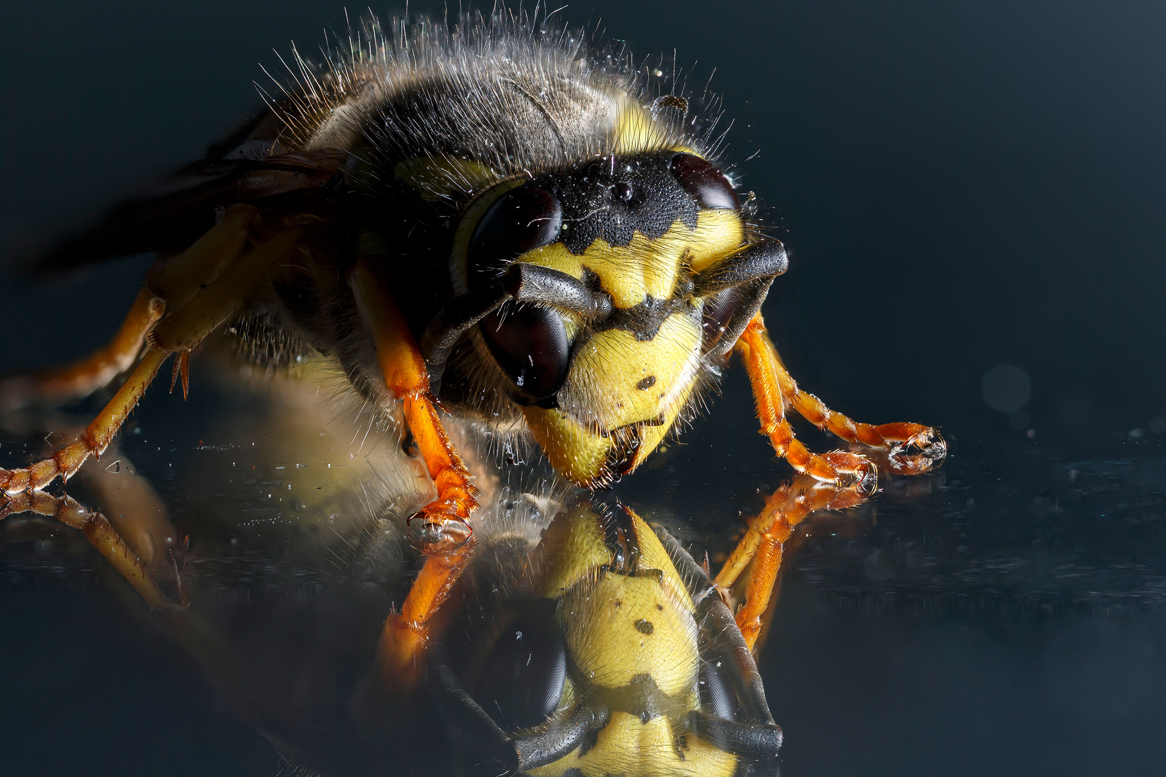Focus stacking tests
