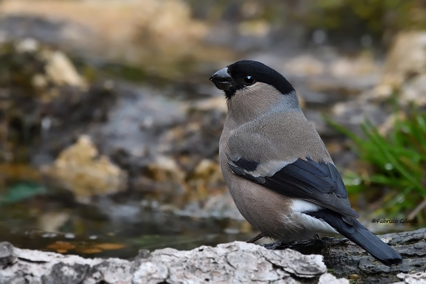 Ciuffolotto f. (Pyrrhula pyrrhula)